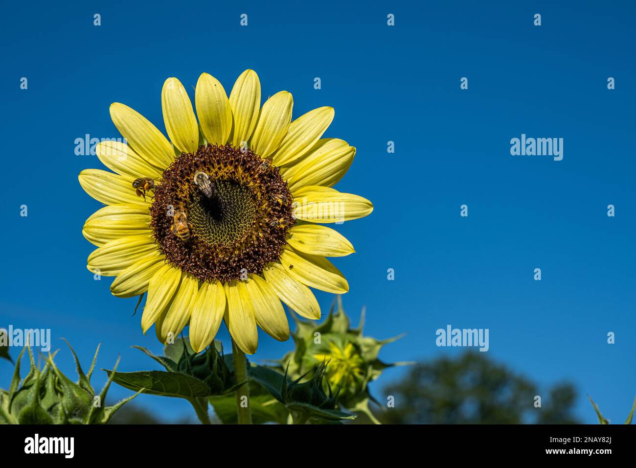 Le api si nutrono sulla testa di una pianta di girasole in una giornata di sole cielo blu. Foto Stock