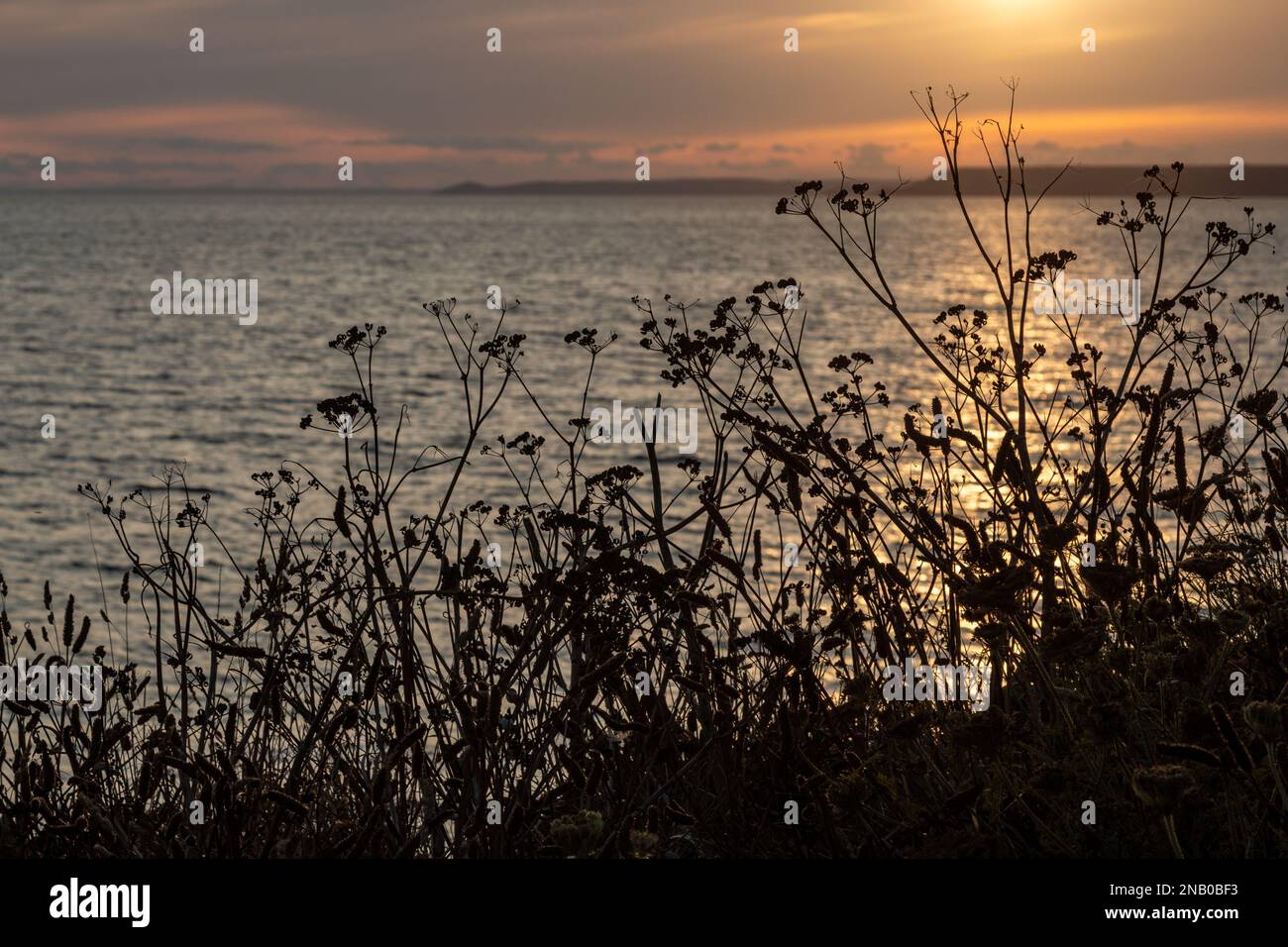 La silhouette di prezzemolo di mucca (anthrisco sylvestris) vicino alla fine dell'estate al tramonto a Hope Cove, Devon, Regno Unito Foto Stock