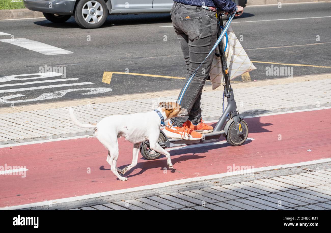 Uomo che guida scooter elettrico con cane in testa che corre accanto Foto Stock