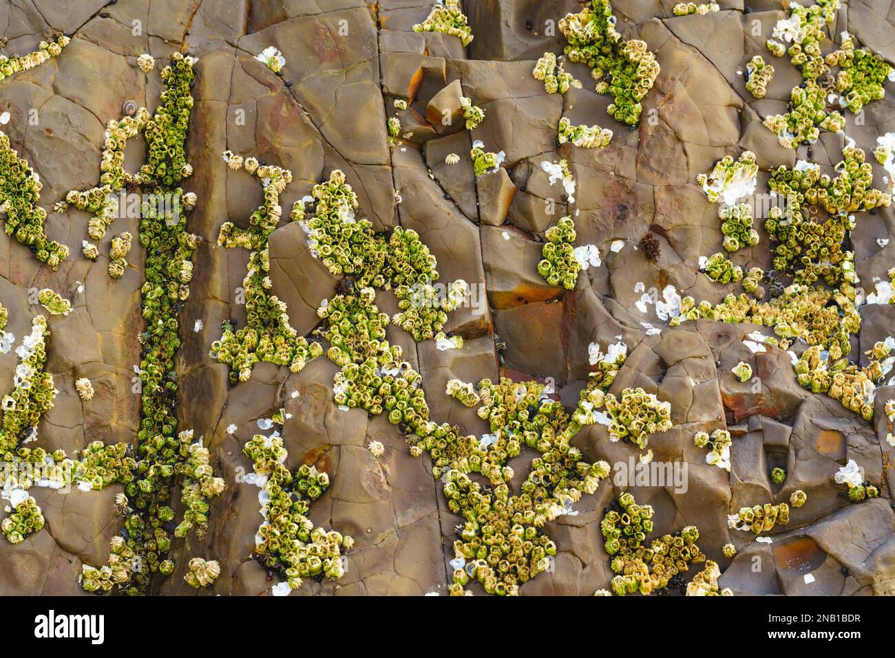 I barnacoli di Acorn, chiamati anche barnacoli di roccia, o barnacoli sessili, conchiglie simmetriche attaccate alle rocce a Avila Beach, California Foto Stock