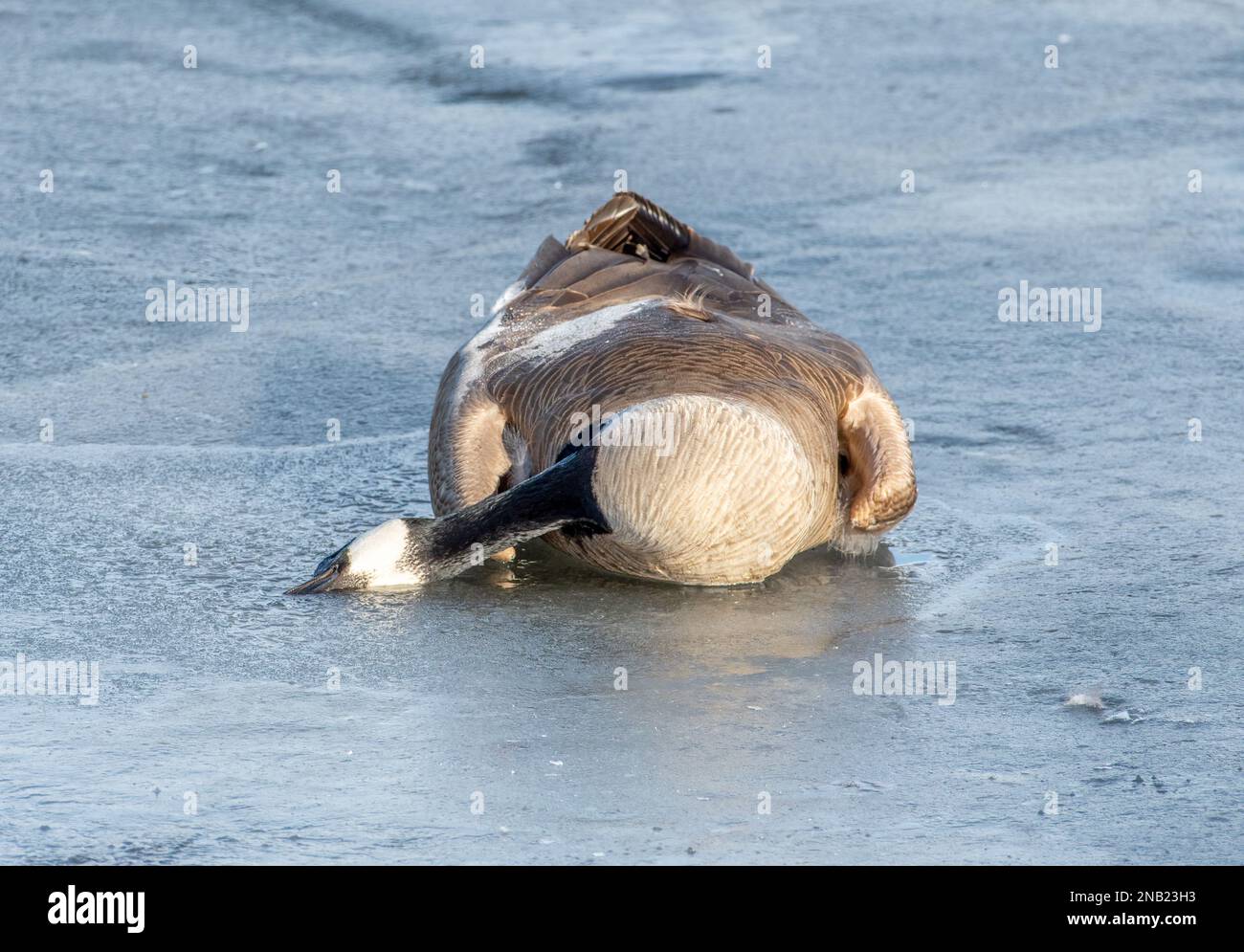 L'influenza aviaria sta devastando non solo le popolazioni di uccelli acquatici, ma la malattia si trasferisce ai predatori e ai cacciatori che si nutrono di loro. Foto Stock