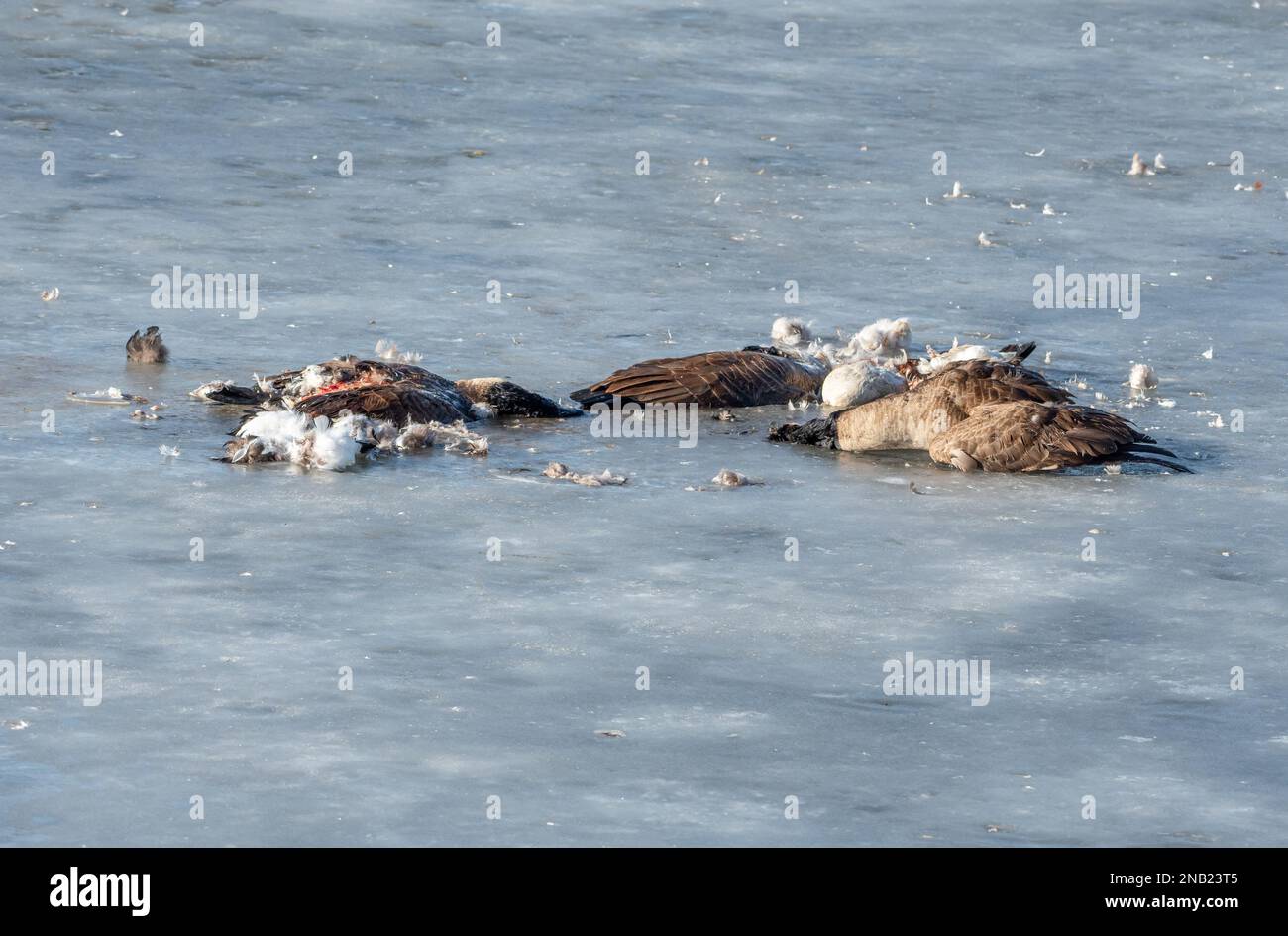 L'influenza aviaria sta devastando non solo le popolazioni di uccelli acquatici, ma la malattia si trasferisce ai predatori e ai cacciatori che si nutrono di loro. Foto Stock
