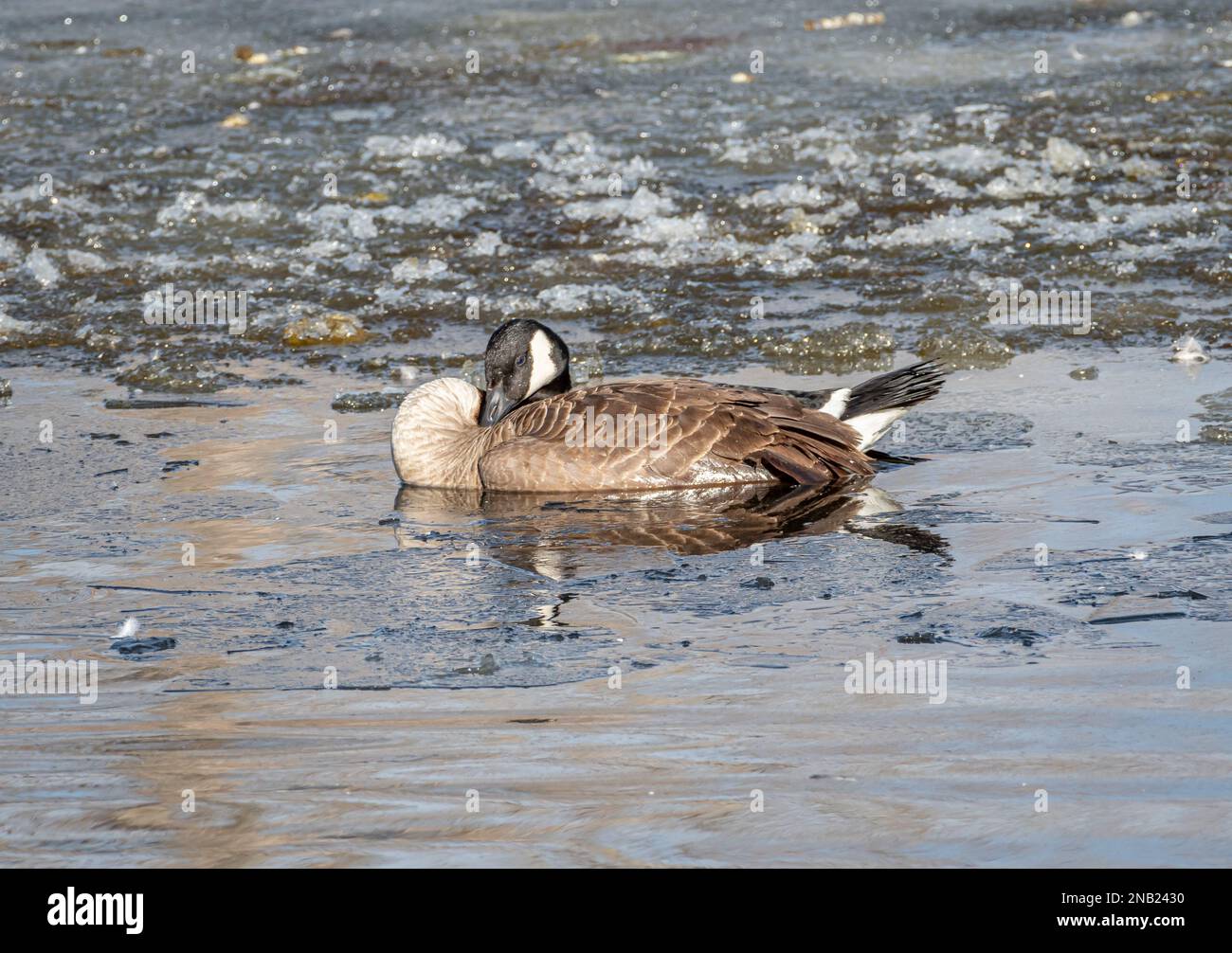L'influenza aviaria sta devastando non solo le popolazioni di uccelli acquatici, ma la malattia si trasferisce ai predatori e ai cacciatori che si nutrono di loro. Foto Stock