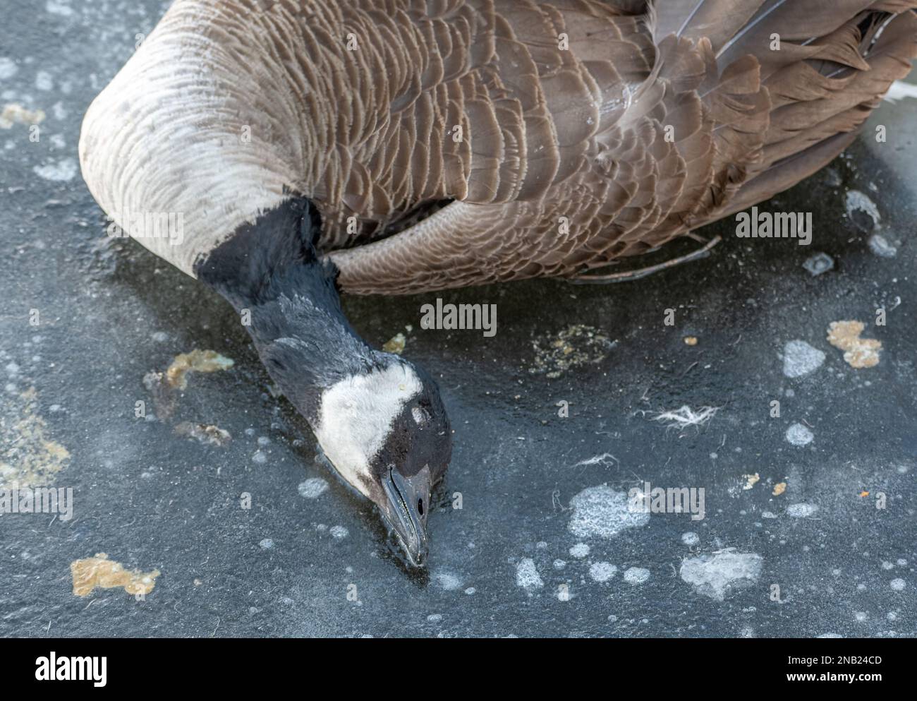 L'influenza aviaria sta devastando non solo le popolazioni di uccelli acquatici, ma la malattia si trasferisce ai predatori e ai cacciatori che si nutrono di loro. Foto Stock