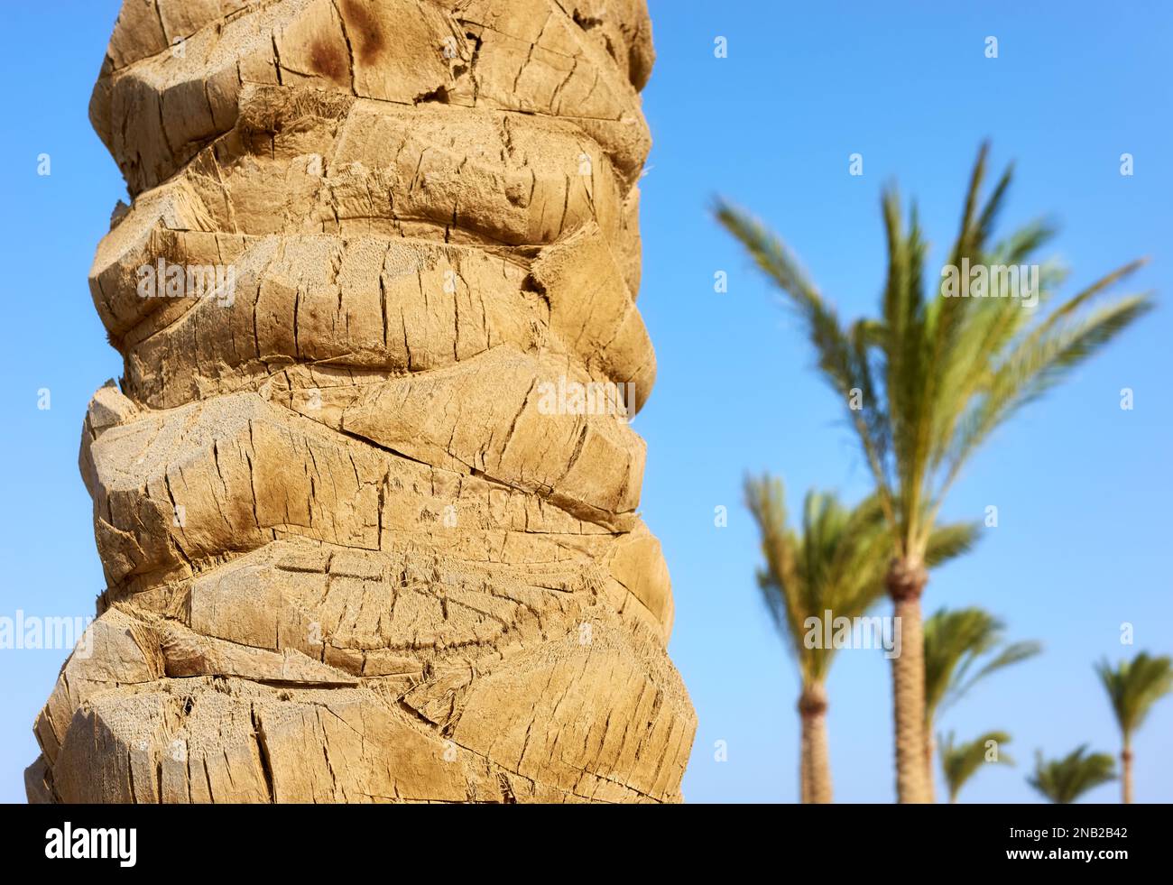 Immagine ravvicinata di un tronco di palma, messa a fuoco selettiva. Foto Stock