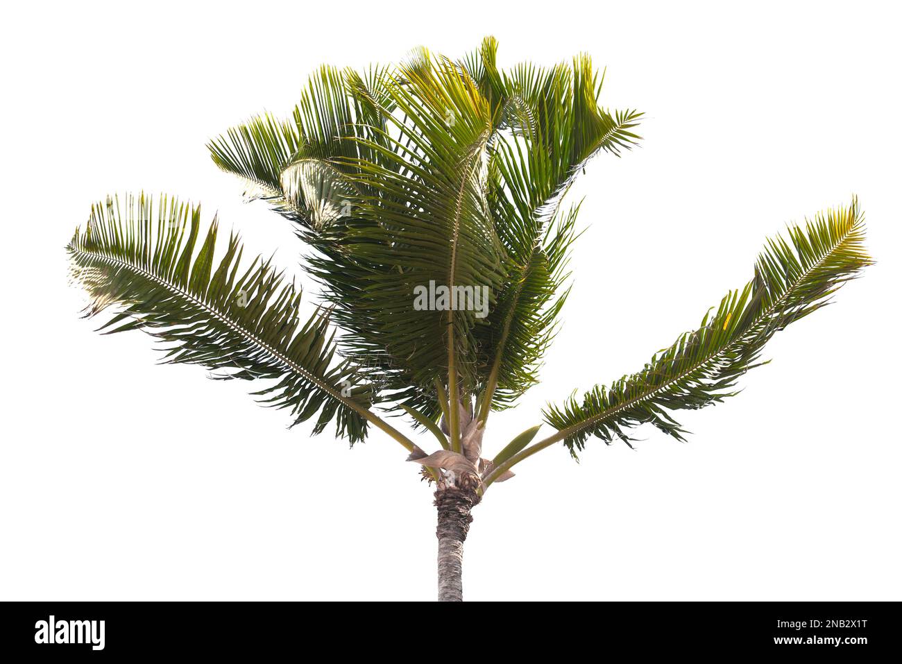 Foto naturale di una palma isolata su sfondo bianco Foto Stock