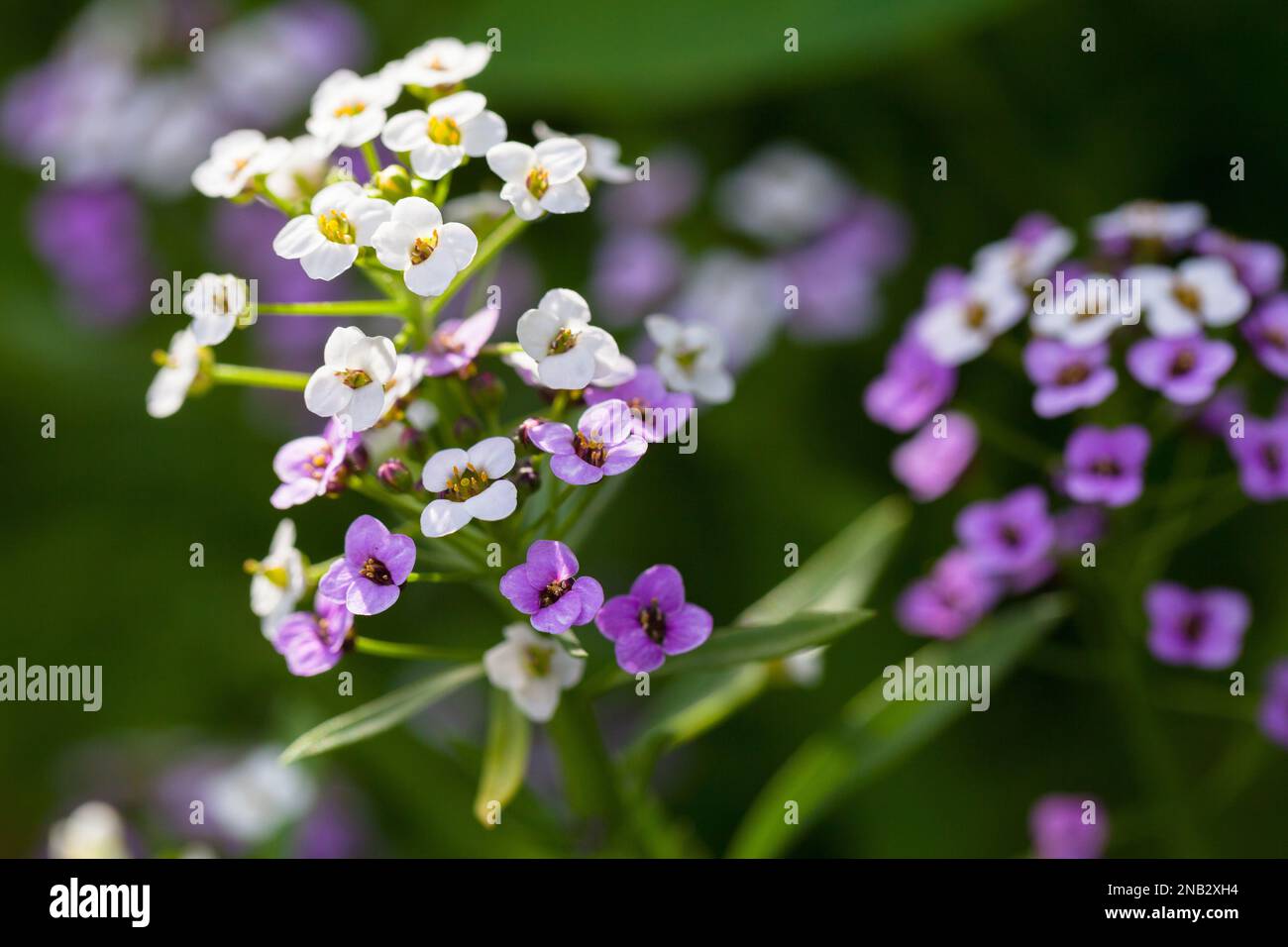 Allysum dolce in fiore in un giorno d'estate, Lobularia maritima macro foto con selective soft ficus Foto Stock