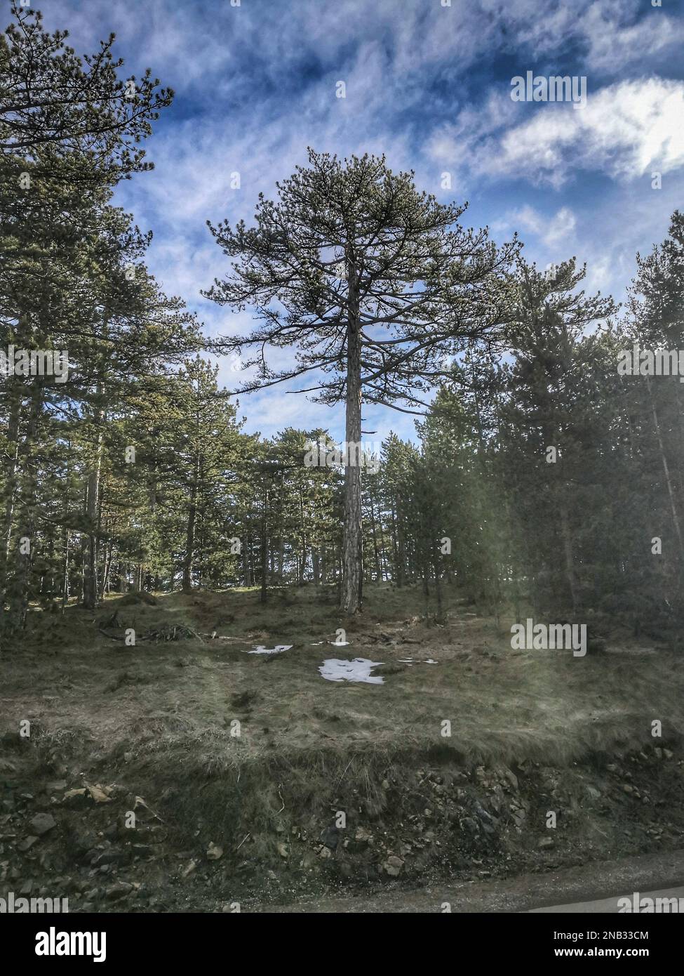 Tardo inverno nella foresta sulla montagna di Tara in Serbia Foto Stock