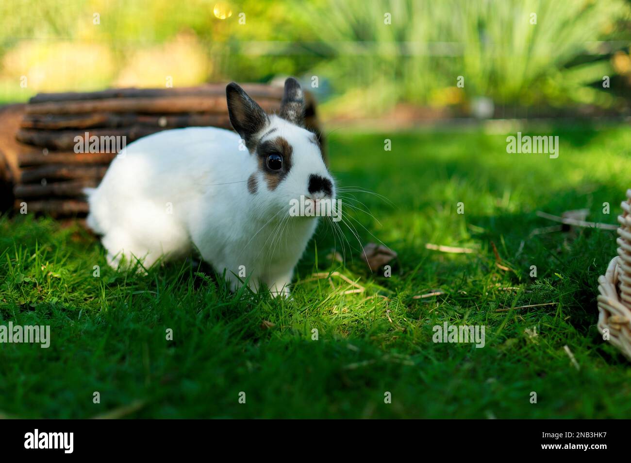 Carino adorabile bianco soffice seduta di coniglio sul verde prato in cortile. Piccolo dolce bunny a piedi da prato in giardino verde sulla luminosa giornata di sole. Ea Foto Stock