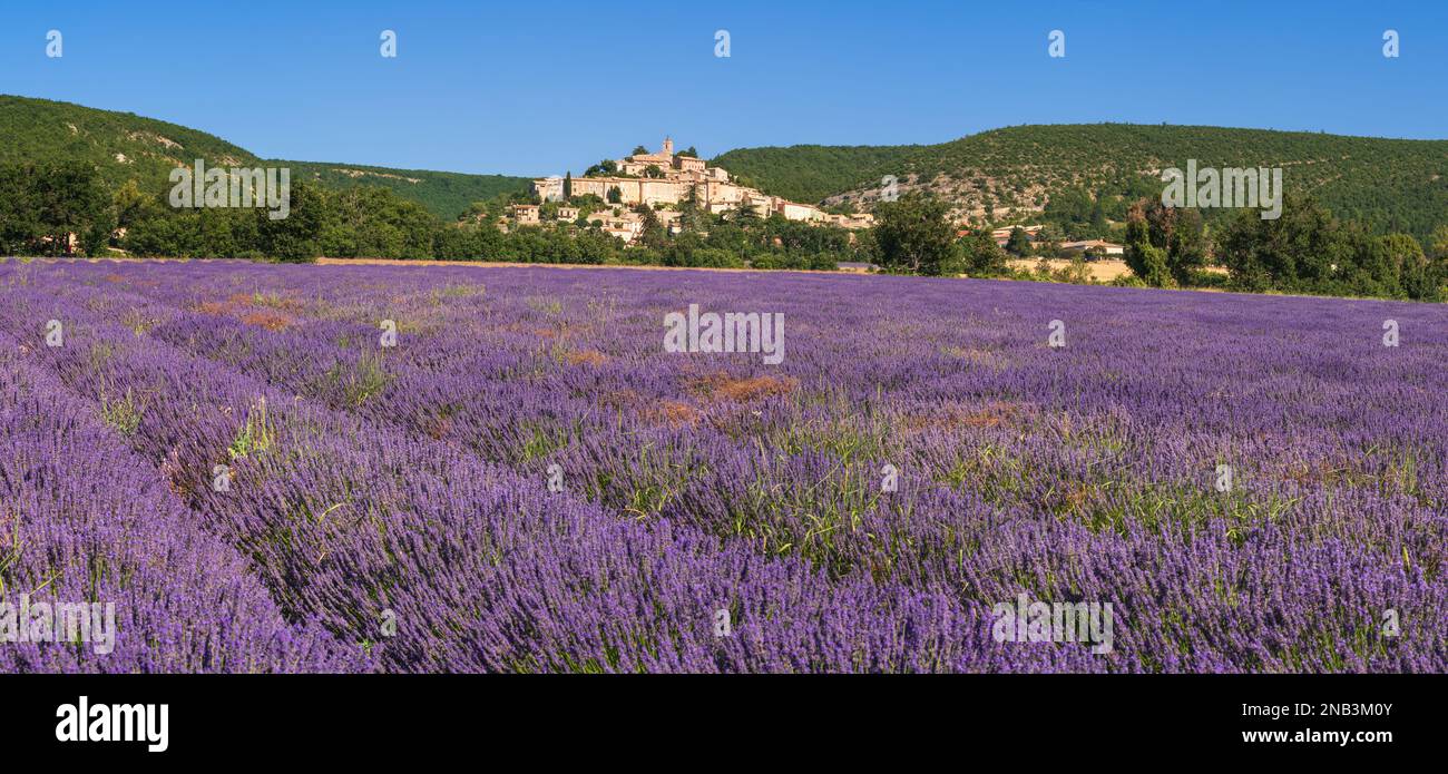 Il villaggio di Banon in Provenza con campi di lavanda in piena fioritura. Alpes-de-Haute-Provence, Francia Foto Stock