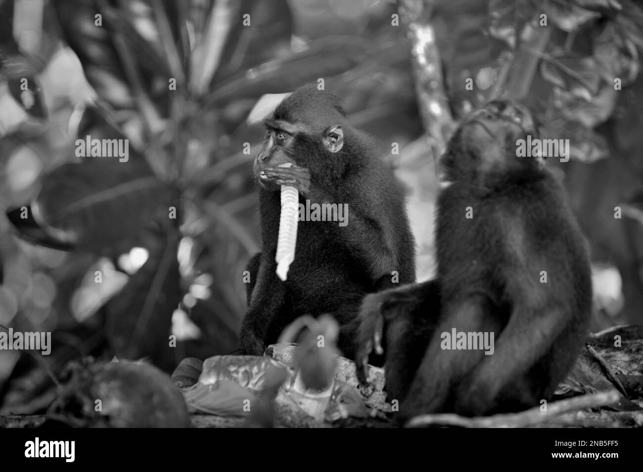 Macachi neri di Sulawesi (Macaca nigra) verificare la disponibilità di materiale alimentare in quanto si stanno foraggiando vicino ad una spiaggia, dove si trova un polverino di rifiuti di plastica, nella Riserva Naturale di Tangkoko, Nord Sulawesi, Indonesia. "Le attività umane insostenibili sono ora la forza principale che guida le specie primate all'estinzione", secondo un team di scienziati guidati da Alejandro Estrada (Istituto di Biologia, Università Nazionale Autonoma del Messico) nel loro articolo del 2017 pubblicato su ScienceAdvances. Foto Stock