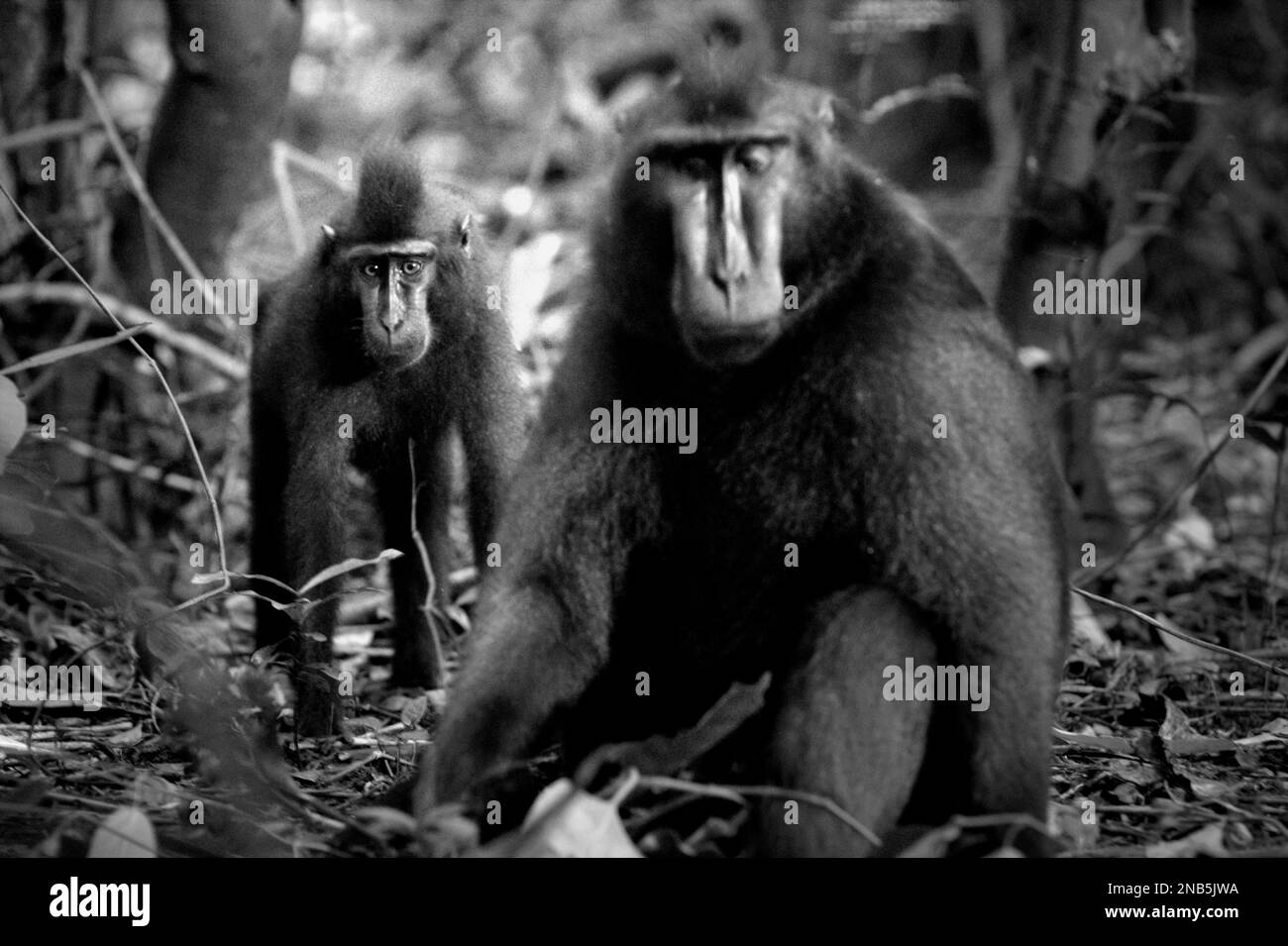 Un giovane macaco nero soldato in primo piano in un vecchio individuo nella Riserva Naturale di Tangkoko, Nord Sulawesi, Indonesia. Un team di primatologi guidati da Jerome Micheletta ha rivelato che i macachi neri crestati Sulawesi sono sensibili allo stato sociale di altri individui. Un macaco crested "tende a richiedere più tempo per rispondere quando si osservano i volti di individui non familiari di alto rango", ha detto il rapporto, "che potrebbe suggerire che possono percepire alcune informazioni riguardanti lo stato sociale di individui non familiari utilizzando solo spunti facciali". Foto Stock