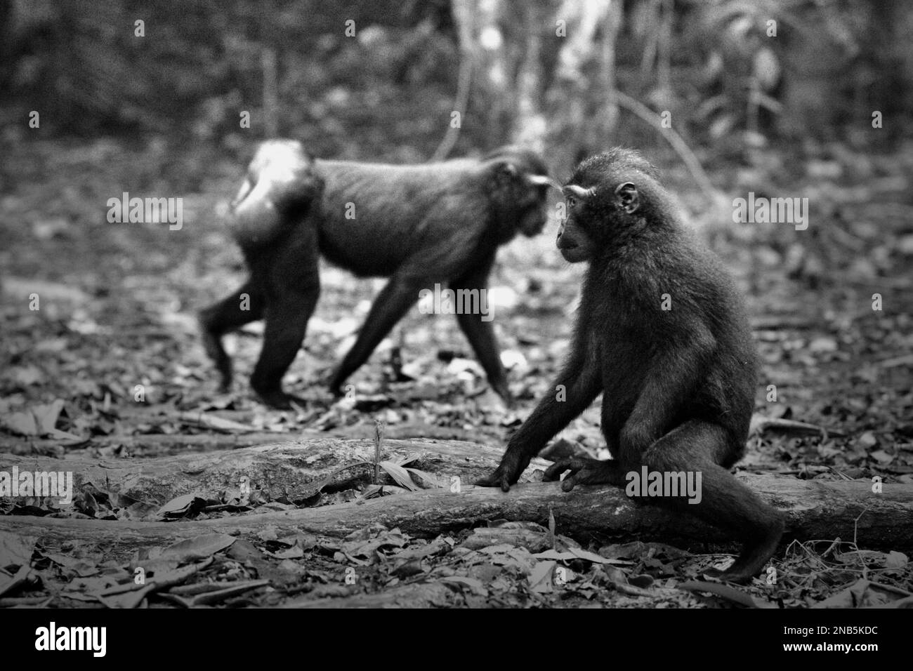 Macachi neri di Sulawesi (Macaca nigra) nella riserva naturale di Tangkoko, Sulawesi settentrionale, Indonesia. L'impatto del cambiamento climatico sulle specie endemiche può essere visto sul cambiamento del comportamento e della disponibilità alimentare, che influenzano il loro tasso di sopravvivenza. "Come gli esseri umani, i primati si surriscaldano e si disidratano con attività fisica continuata in condizioni climatiche estremamente calde", secondo uno scienziato, Brogan M. Stewart, nel suo rapporto pubblicato nel 2021 sulla conversazione. Foto Stock