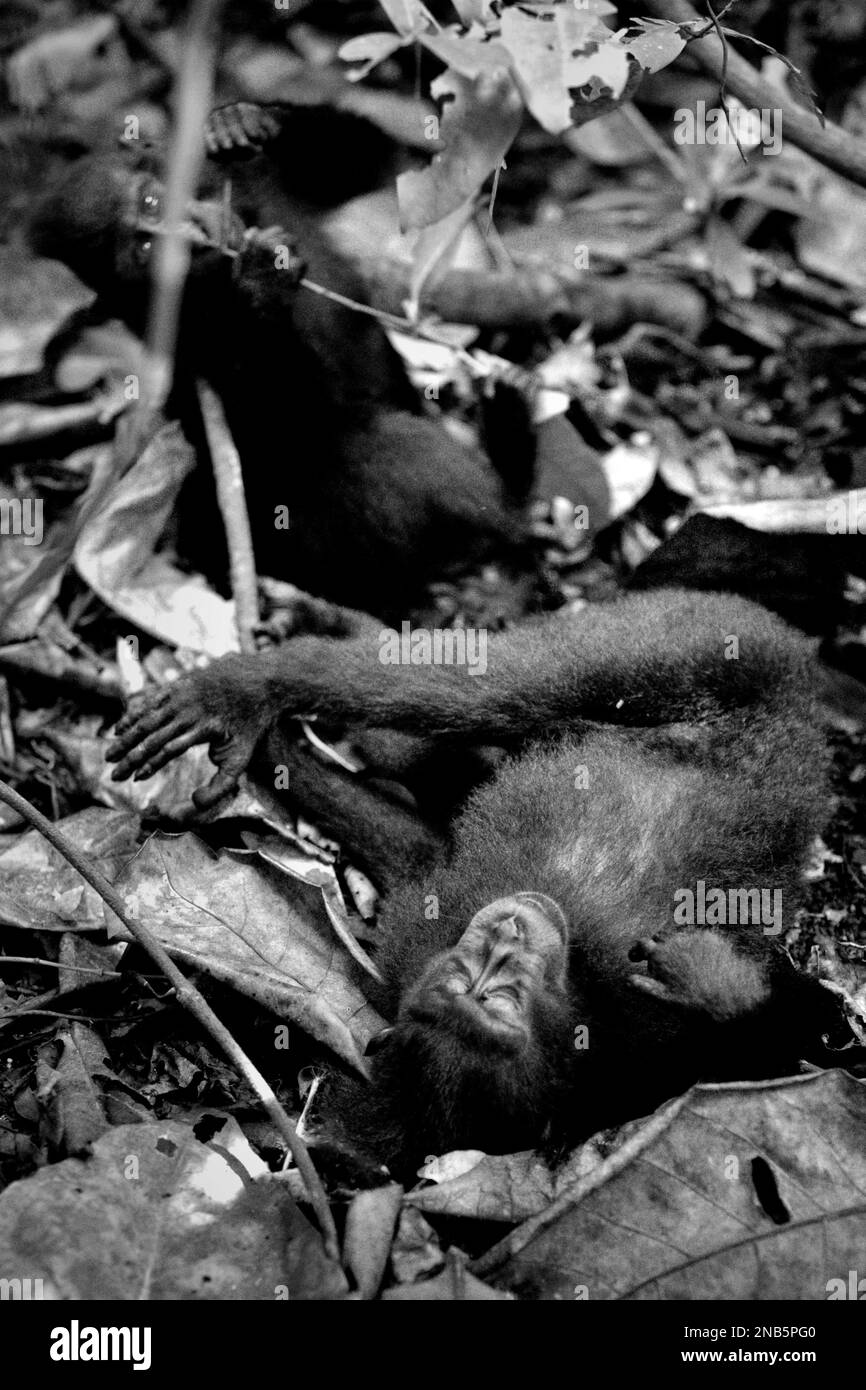 Due macachi di Sulawesi crestati neri (Macaca nigra) distesi e seduti sul pavimento della foresta, fermandosi dal foraggio nella riserva naturale di Tangkoko, Sulawesi settentrionale, Indonesia. L'impatto del cambiamento climatico sulle specie endemiche può essere visto sul cambiamento del comportamento e sulla disponibilità di cibo, che influenzano il loro tasso di sopravvivenza. In un futuro più caldo, dovrebbero adattarsi, riposare e rimanere all'ombra durante i momenti più caldi della giornata. Ciò potrebbe significare un foraggiamento minore o non un accoppiamento, il che potrebbe limitare l'assunzione complessiva di cibo e cambiare i cicli riproduttivi", secondo uno scienziato, Brogan M. Stewart. Foto Stock