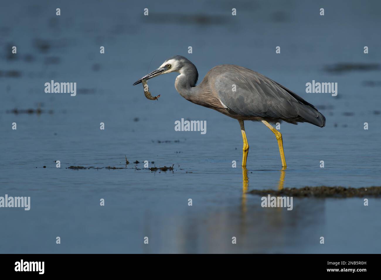 Egretta novaehollandiae - granchi e gamberetti da caccia di Heron dalla faccia bianca durante la bassa marea nell'Australia Occidentale. Uccello grigio con faccia bianca e gambe gialle Foto Stock