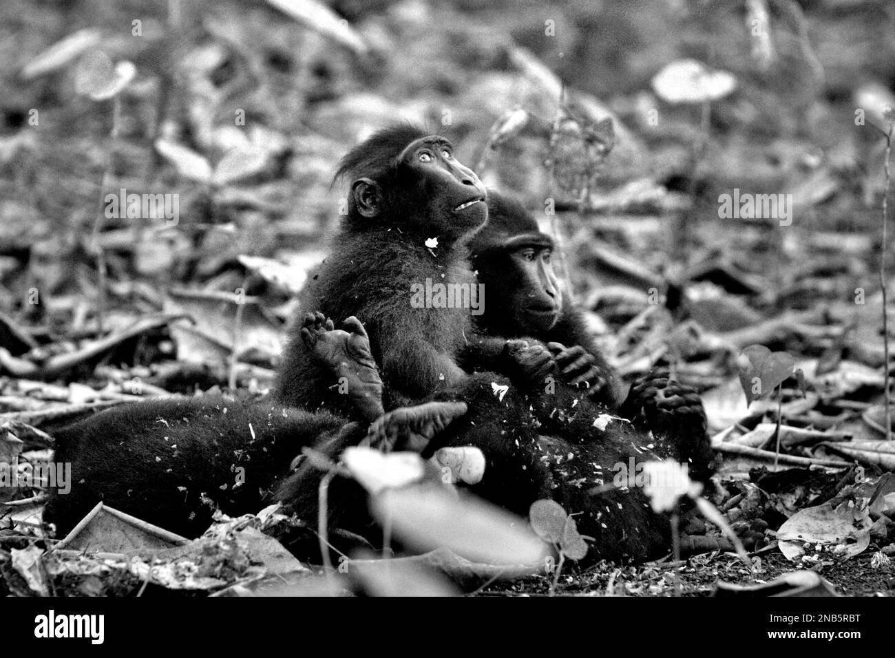 I giovani macachi neri di Sulawesi (Macaca nigra) vengono fotografati mentre si riconciliano dopo un coinvolgimento in un comportamento aggressivo nella foresta di Tangkoko, Nord Sulawesi, Indonesia. Gli scienziati Primate hanno scoperto che i comportamenti aggressivi (minaccia e attacco) fanno parte delle attività sociali endemiche dei macachi. I contatti manuali aggressivi si sono verificati frequentemente e sono molto normali, ma spesso seguiti da ritorsioni e riconciliazione, un fatto che ha contribuito a costruire la reputazione del macaco crestato come una "specie altamente tollerante dal punto di vista sociale". Foto Stock