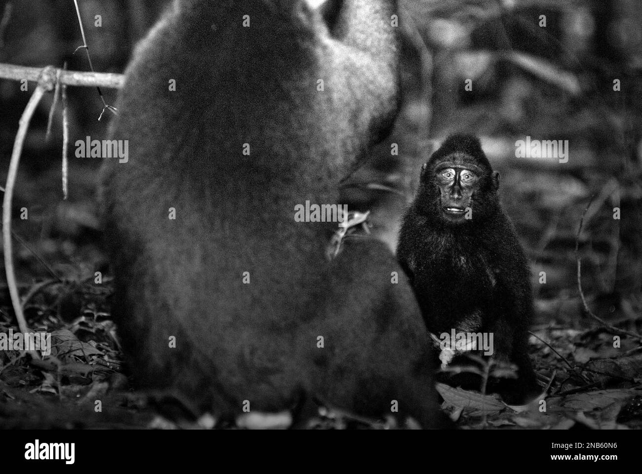 Un giovane macaco nero soldato in primo piano in un vecchio individuo nella Riserva Naturale di Tangkoko, Nord Sulawesi, Indonesia. Un team di primatologi guidati da Jerome Micheletta ha rivelato che i macachi neri crestati Sulawesi sono sensibili allo stato sociale di altri individui. Un macaco crested "tende a richiedere più tempo per rispondere quando si osservano i volti di individui non familiari di alto rango", ha detto il rapporto, "che potrebbe suggerire che possono percepire alcune informazioni riguardanti lo stato sociale di individui non familiari utilizzando solo spunti facciali". Foto Stock