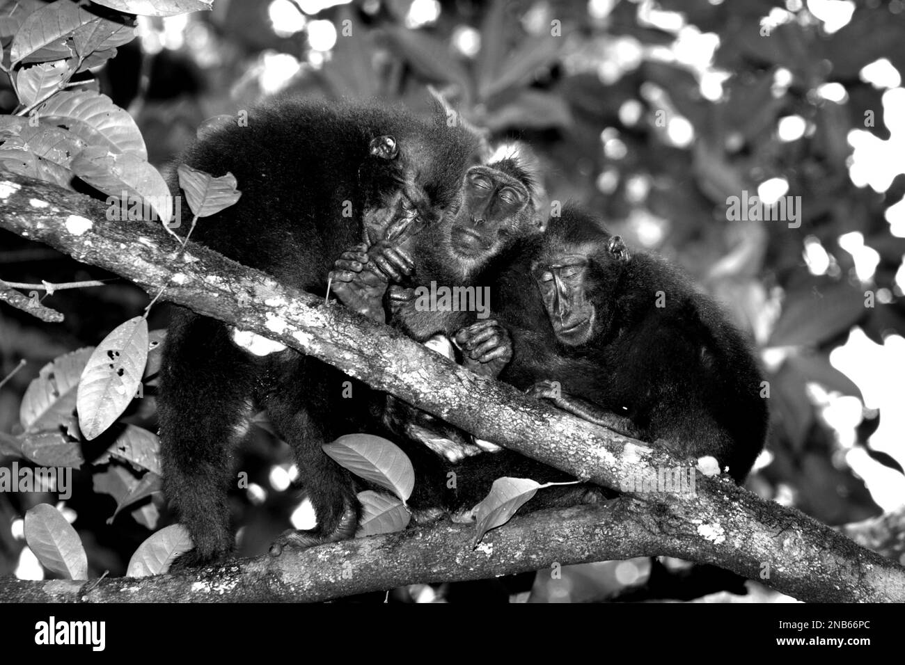 I macachi neri di Sulawesi stanno prendendo un pisolino insieme su un albero nella riserva naturale di Tangkoko, Sulawesi settentrionale, Indonesia. Foto Stock
