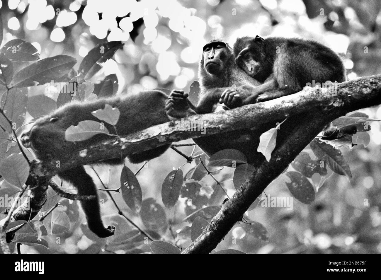 I macachi neri di Sulawesi stanno prendendo un pisolino insieme su un albero nella riserva naturale di Tangkoko, Sulawesi settentrionale, Indonesia. Foto Stock