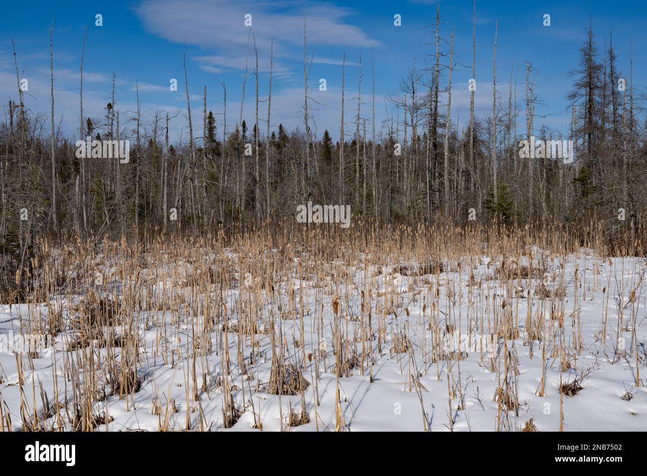 Adirondack Montagne selvagge paludi in inverno con un patch di battaglie, rush o piante di Typha sul bordo della palude coperta di neve. Foto Stock