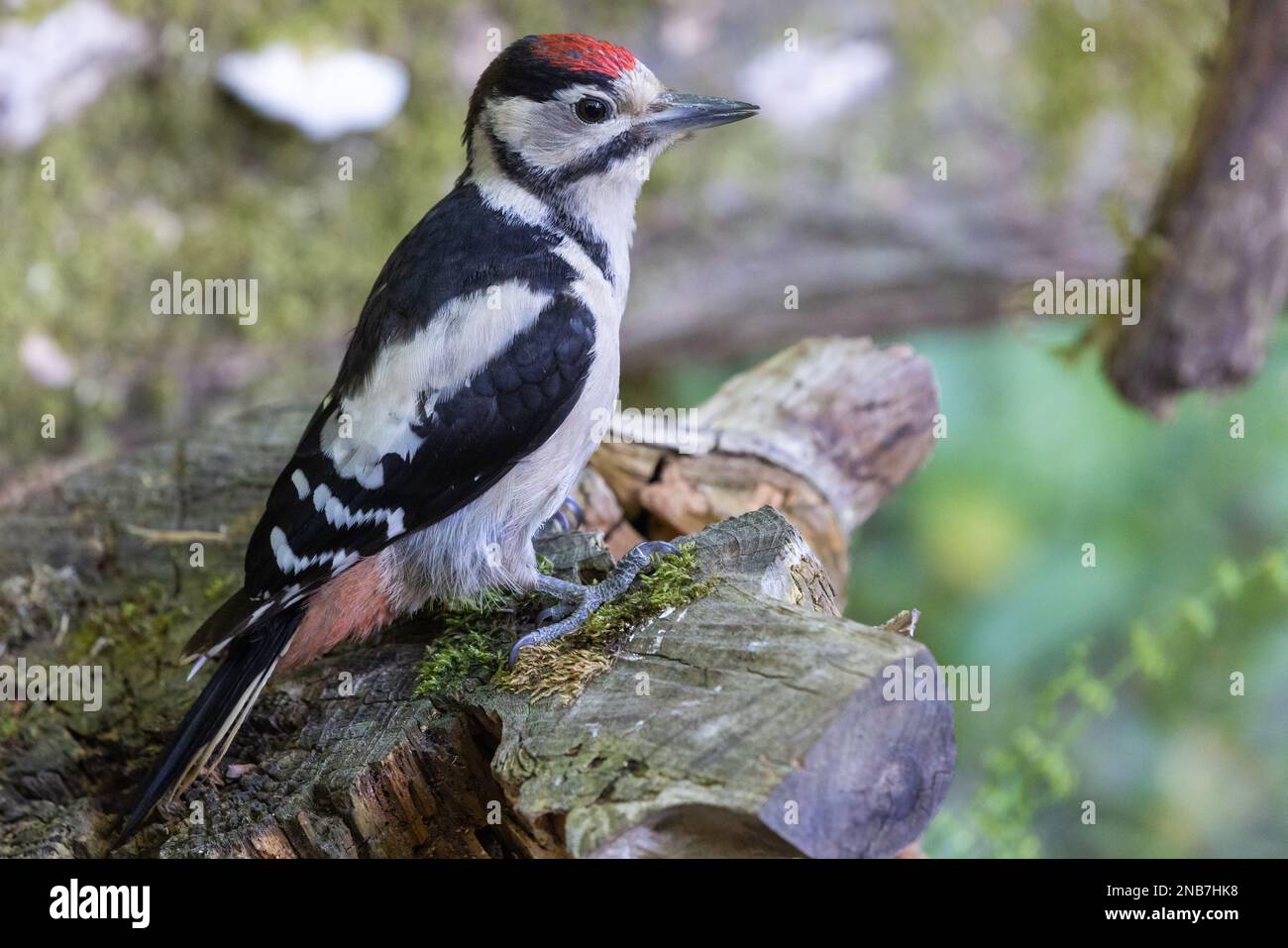 Grande picchio macchiato [ Dendrocopos Major ] uccello giovanile su vecchio ceppo Foto Stock