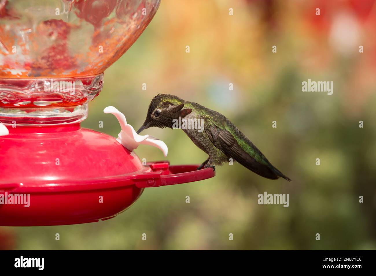 Hummingbird nero-inned ad un alimentatore del cortile in un giardino della California Foto Stock