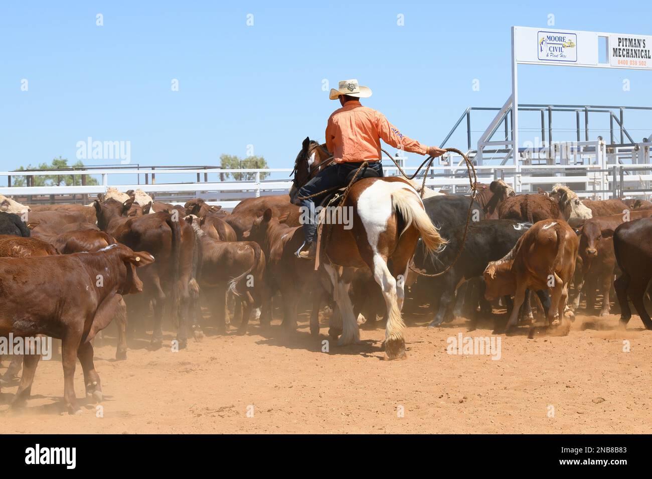 Bronco branding è un evento a tempo in cui un catcher corda un vitello in una folla di bovini e lo conduce a un marchio post in cui i membri della squadra sicuro e marchio Foto Stock