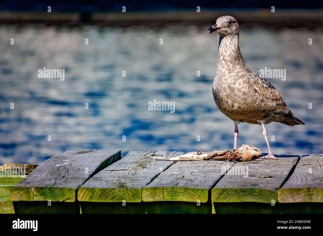 Un gabbiano di aringa americano giovanile (Larus argentatus) si nutre di un pesce morto, il 13 febbraio 2023, a Bayou la Batre, Alabama. Foto Stock