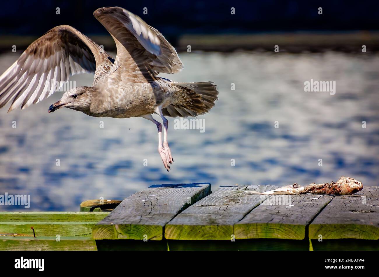 Un gabbiano di aringa americano giovanile (Larus argentatus) vola via dopo aver nutrito un pesce morto, il 13 febbraio 2023, a Bayou la Batre, Alabama. Foto Stock