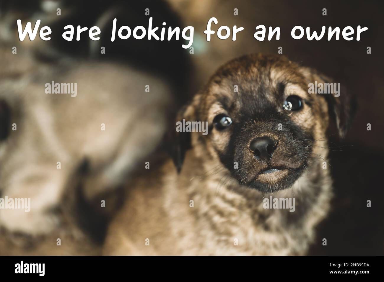 Cucciolo senza casa, vista primo piano. Animale bambino randagio Foto Stock