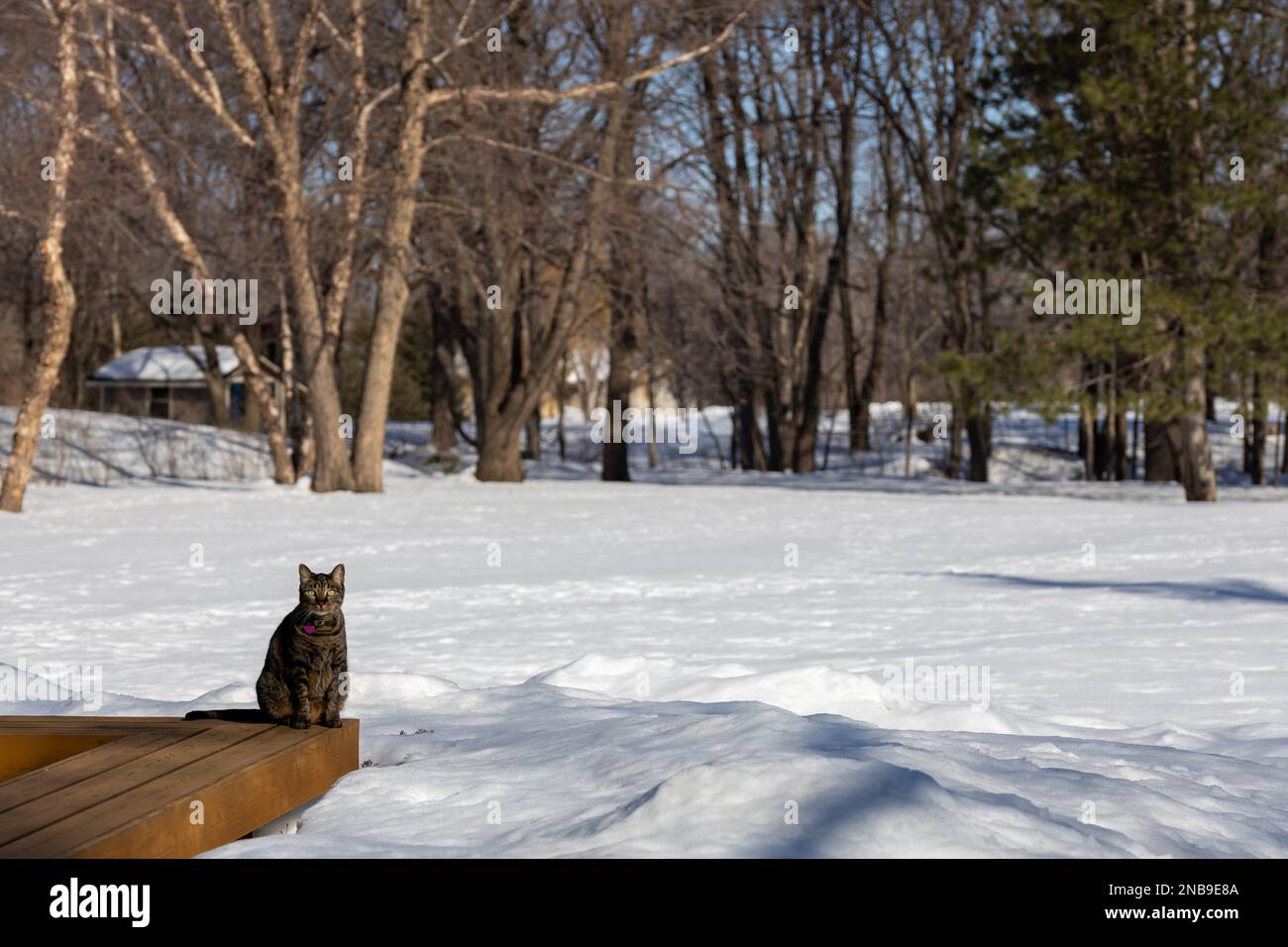 Vista panoramica di un gatto tabby a strisce grigie seduto su una panca di legno, circondato da neve bianca profonda, in una giornata invernale Foto Stock