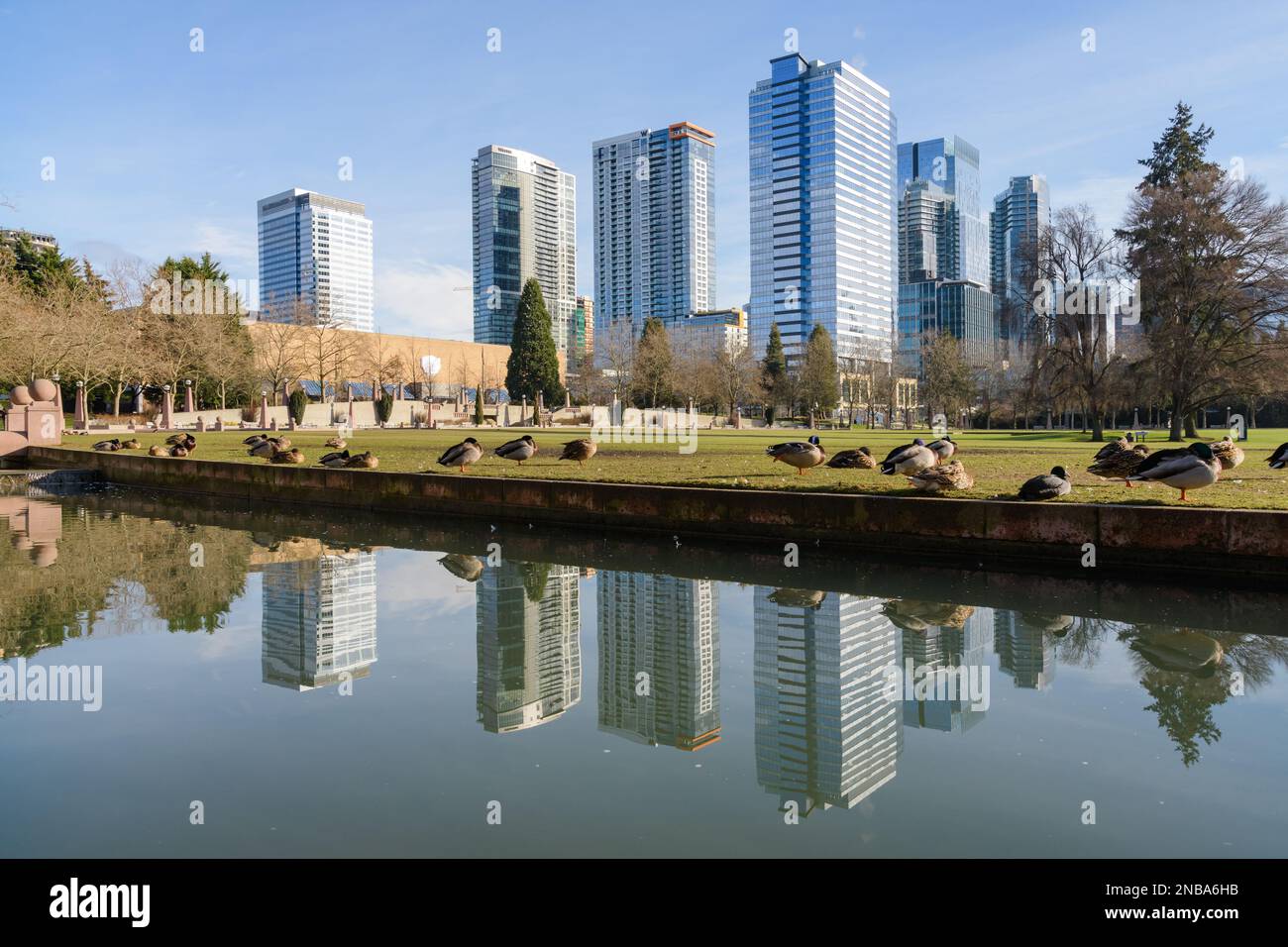 Bellevue, WA, USA - 12 febbraio 2023; le anatre Mallard riposano al sole del mattino con il riflesso dello skyline di Bellevue Foto Stock