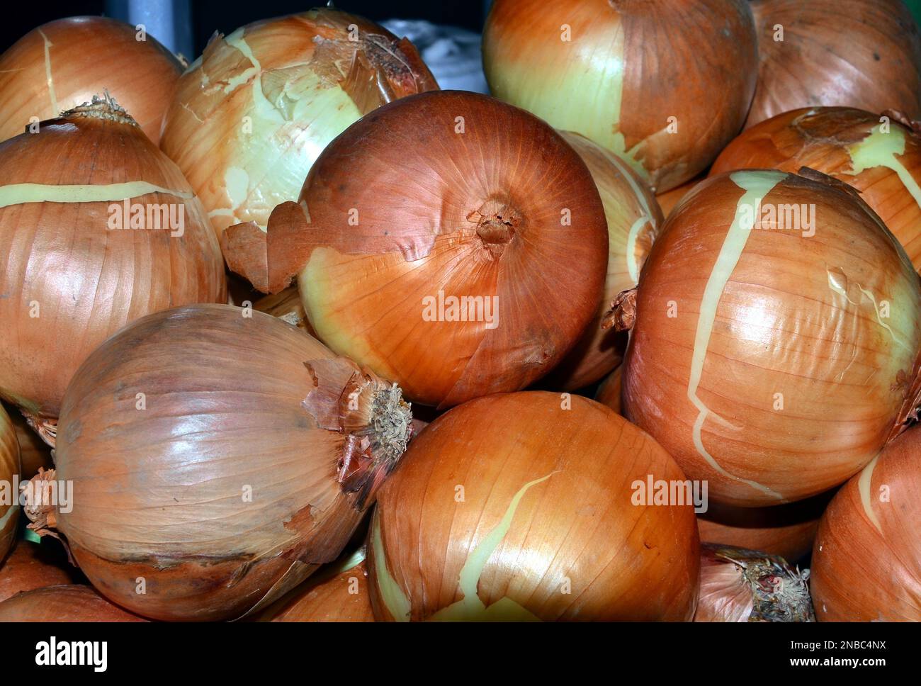 Un'esposizione di cipolle fresche e marroni in vendita in un negozio o in un punto vendita. Foto Stock