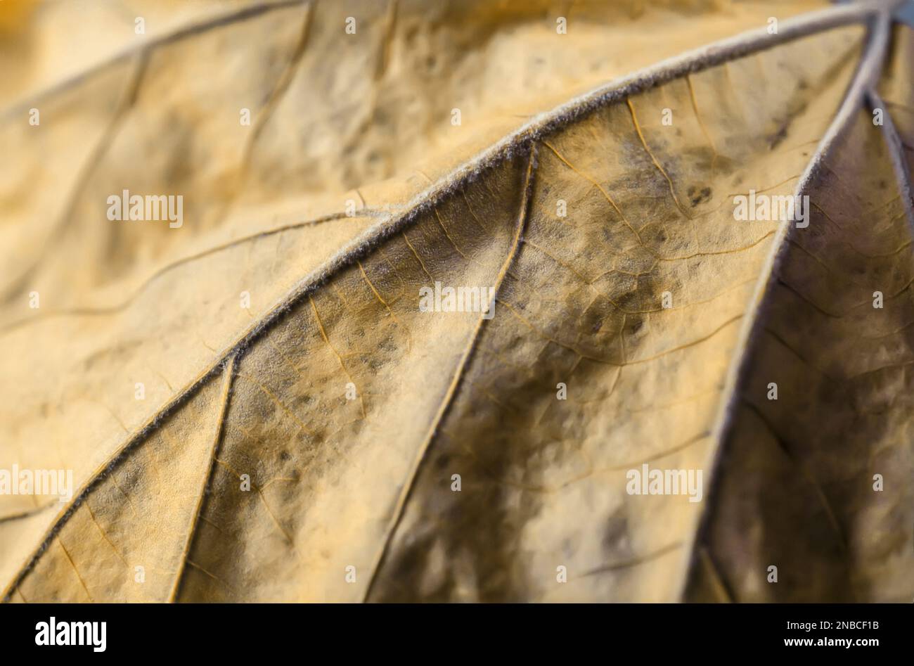 Dettaglio in primo piano delle vene di una foglia di acero invecchiata e caduta Foto Stock