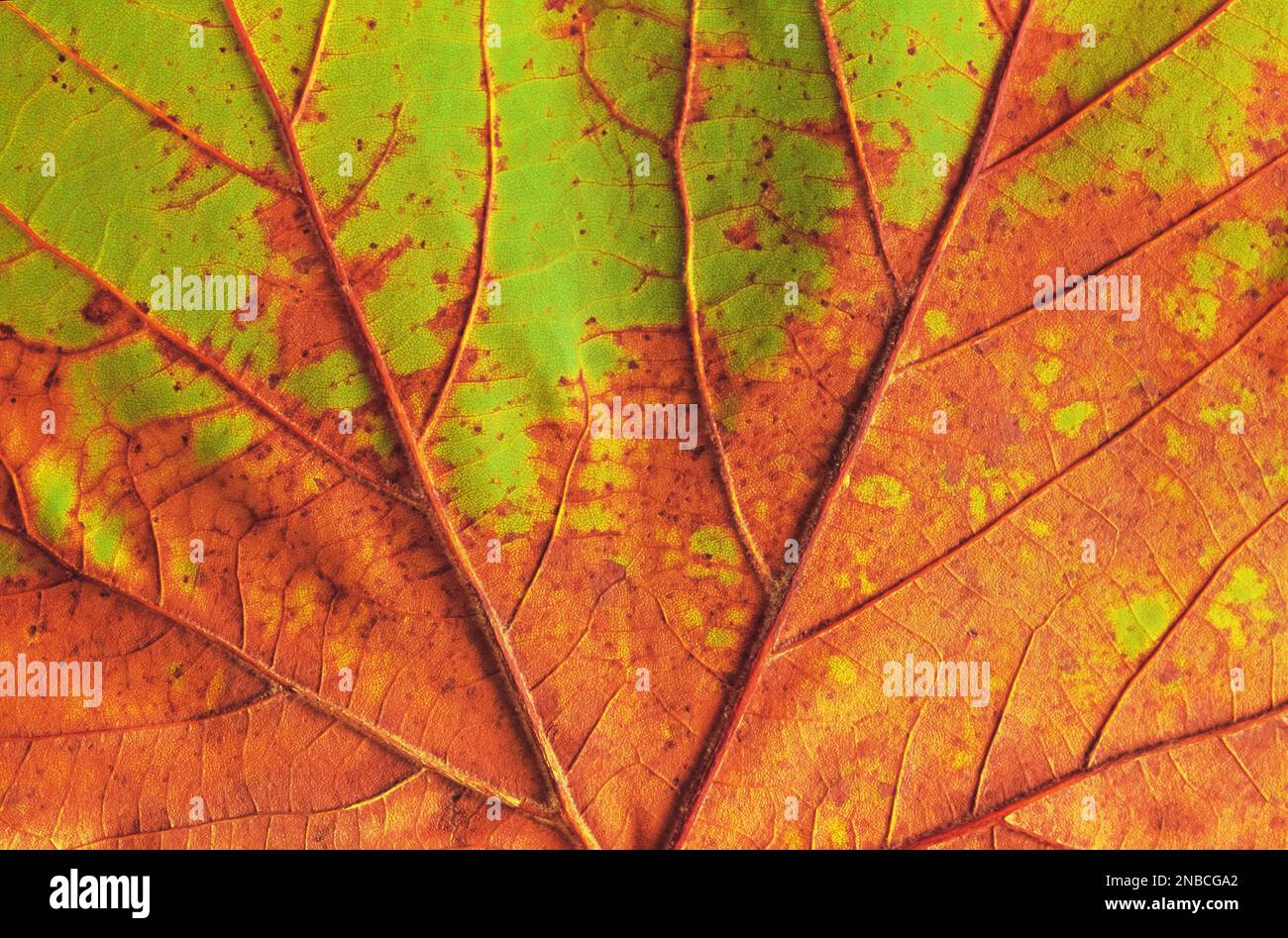 Dettaglio ravvicinato delle vene di una foglia d'acero colorata e invecchiata Foto Stock