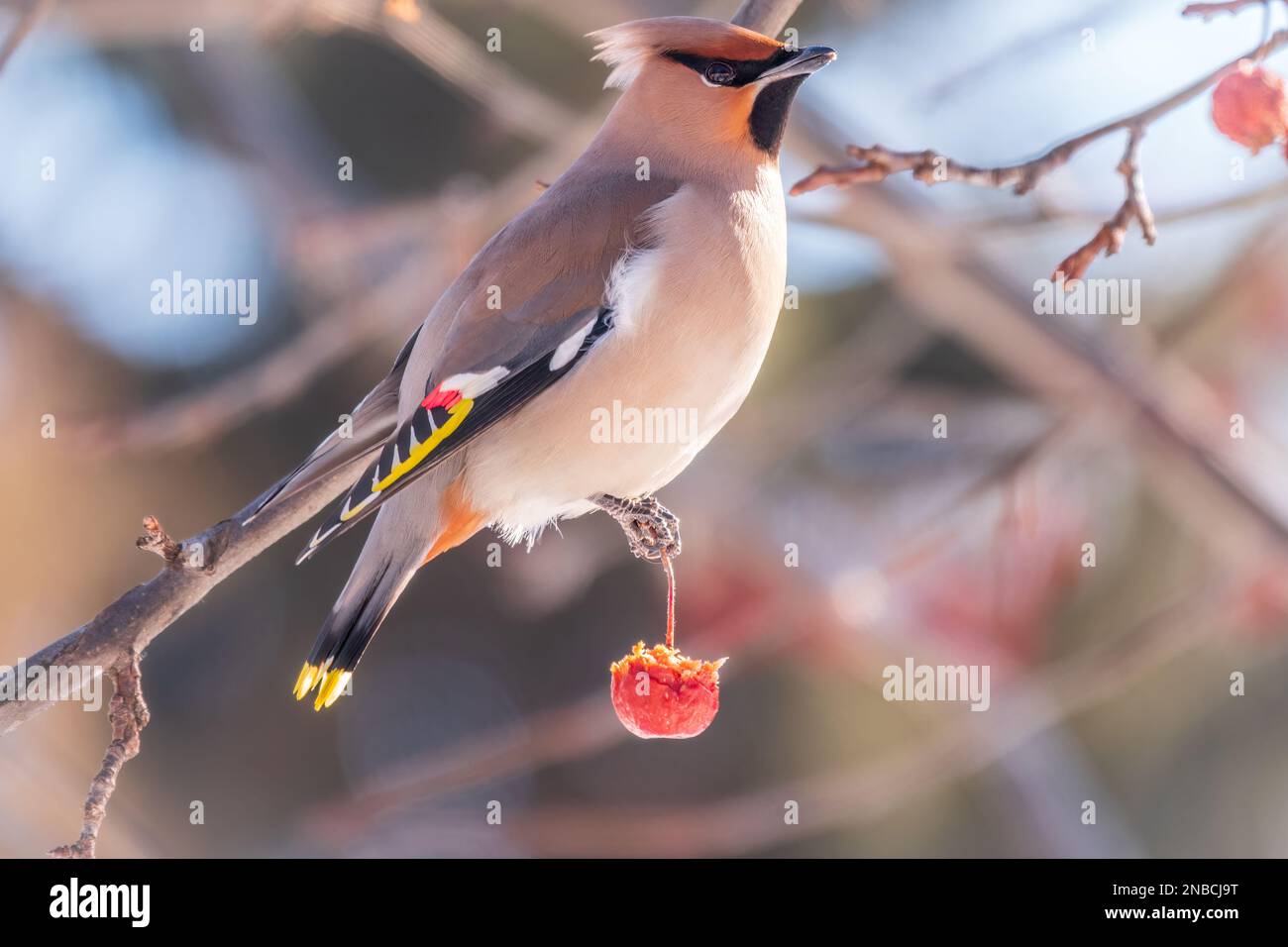 Waxwing bohémien seduto sul cespuglio e nutrendosi sulle mele rosse selvatiche in inverno o all'inizio della primavera. Uccello selvatico. Nome latino Bombycilla garrulus Foto Stock