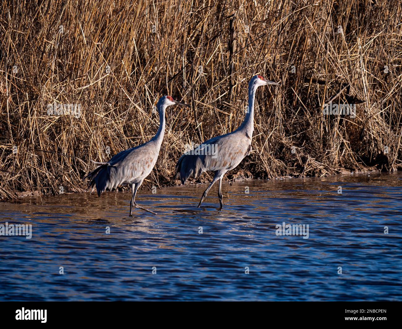 Woodbridge Road, Lodi, California Foto Stock