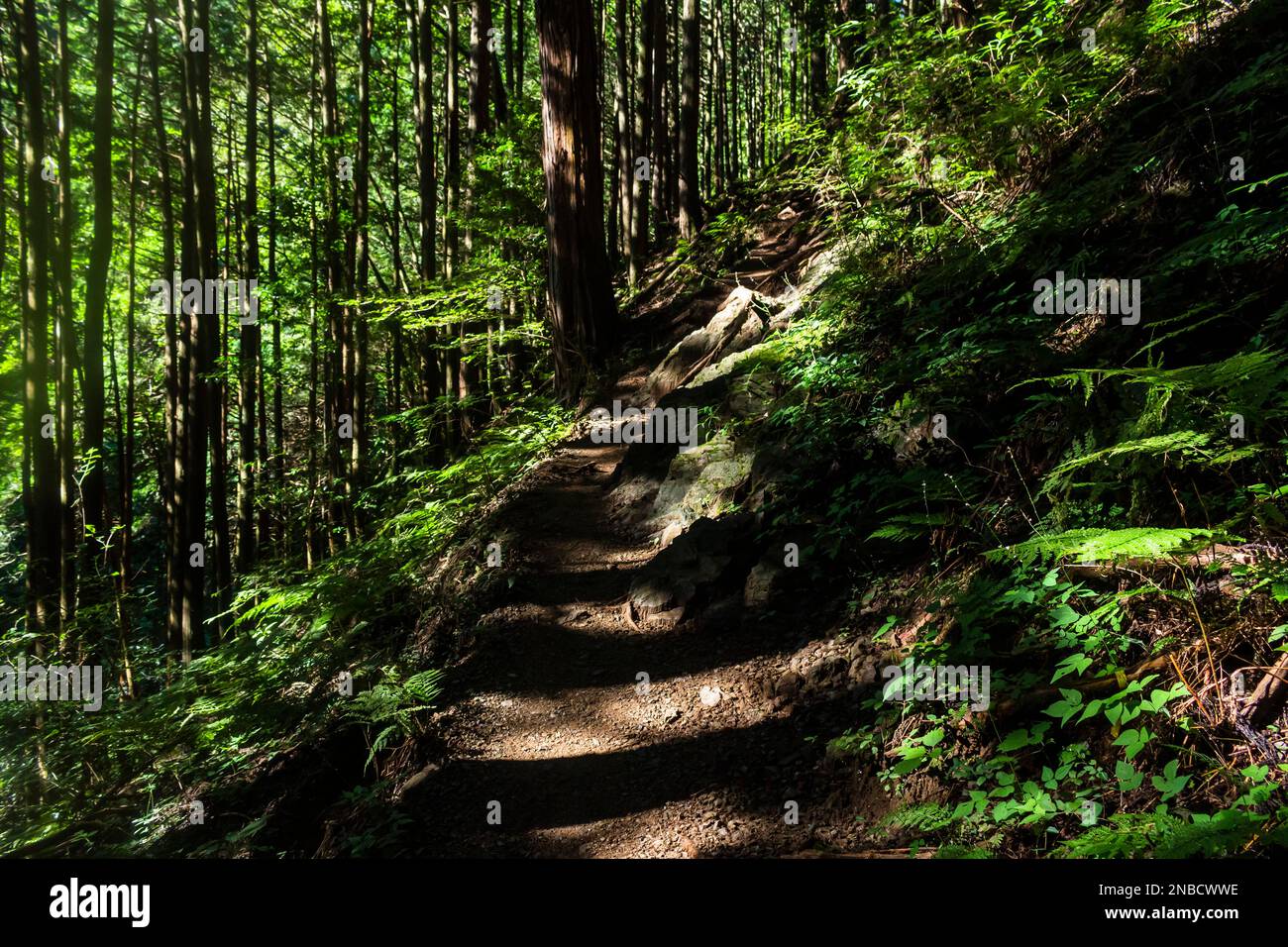 Sentiero di montagna, foresta di cedri, trekking sul monte Boumoore, montagne di Okutama e Okumusashi, città di Hannou, provincia di Saitama, Giappone, Asia orientale, Asia Foto Stock