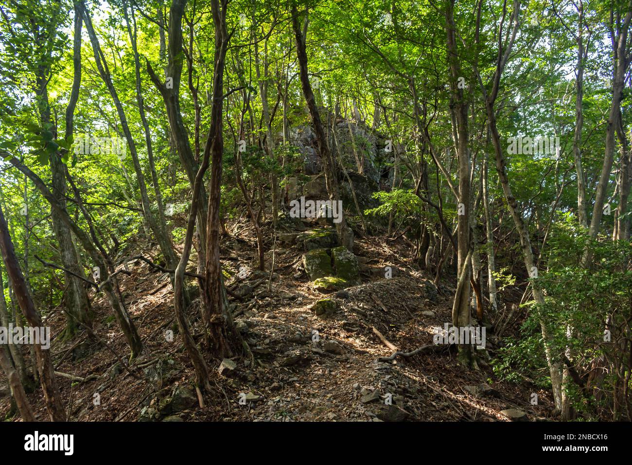 Sentiero di montagna nella foresta nativa, Monte warabiyama, montagne di Okumusashi, città di Hannou, provincia di Saitama, Giappone, Asia orientale, Asia Foto Stock