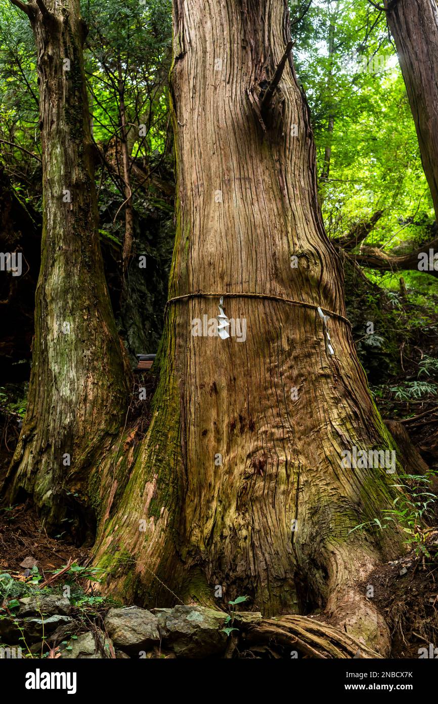 Albero sacro su sentiero di montagna, vecchio grande cedro, montagne di Okumusashi, città di Hannou, provincia di Saitama, Giappone, Asia orientale, Asia Foto Stock
