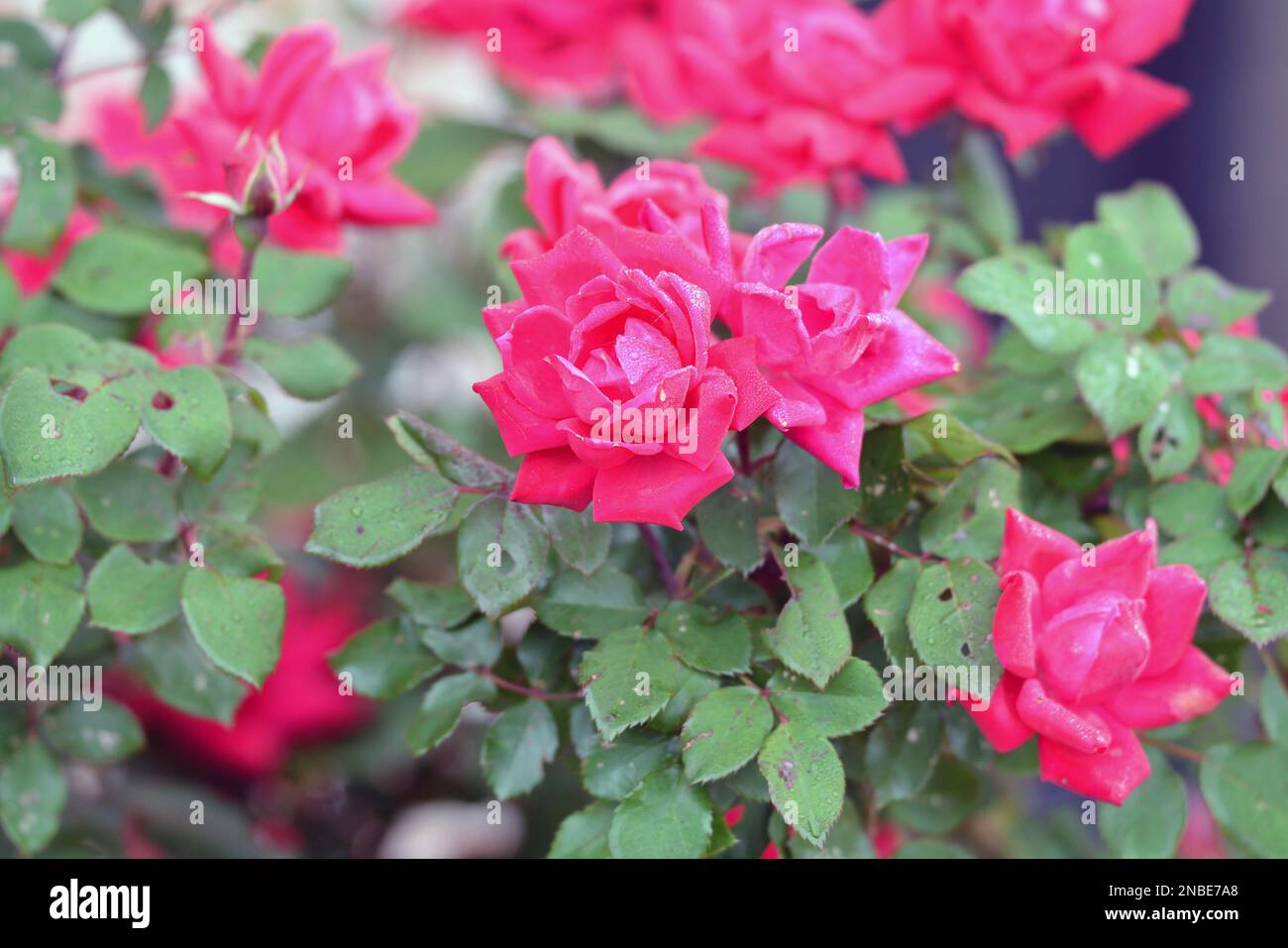 Eleganti, graziose, profumate rose rosse fluorescenti Foto Stock