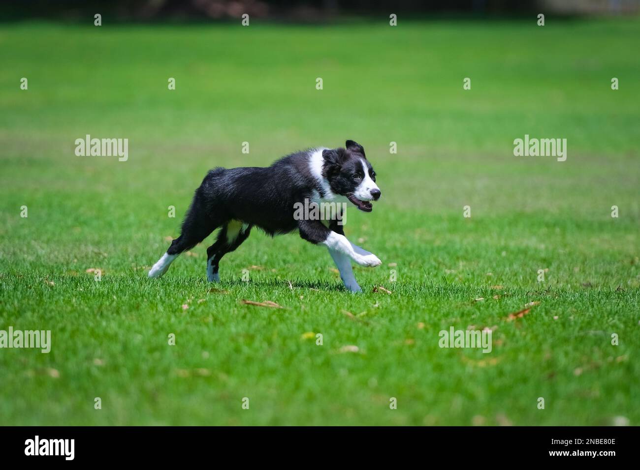 Bordo bianco e nero cucciolo Collie che corre sull'erba nel parco Foto Stock