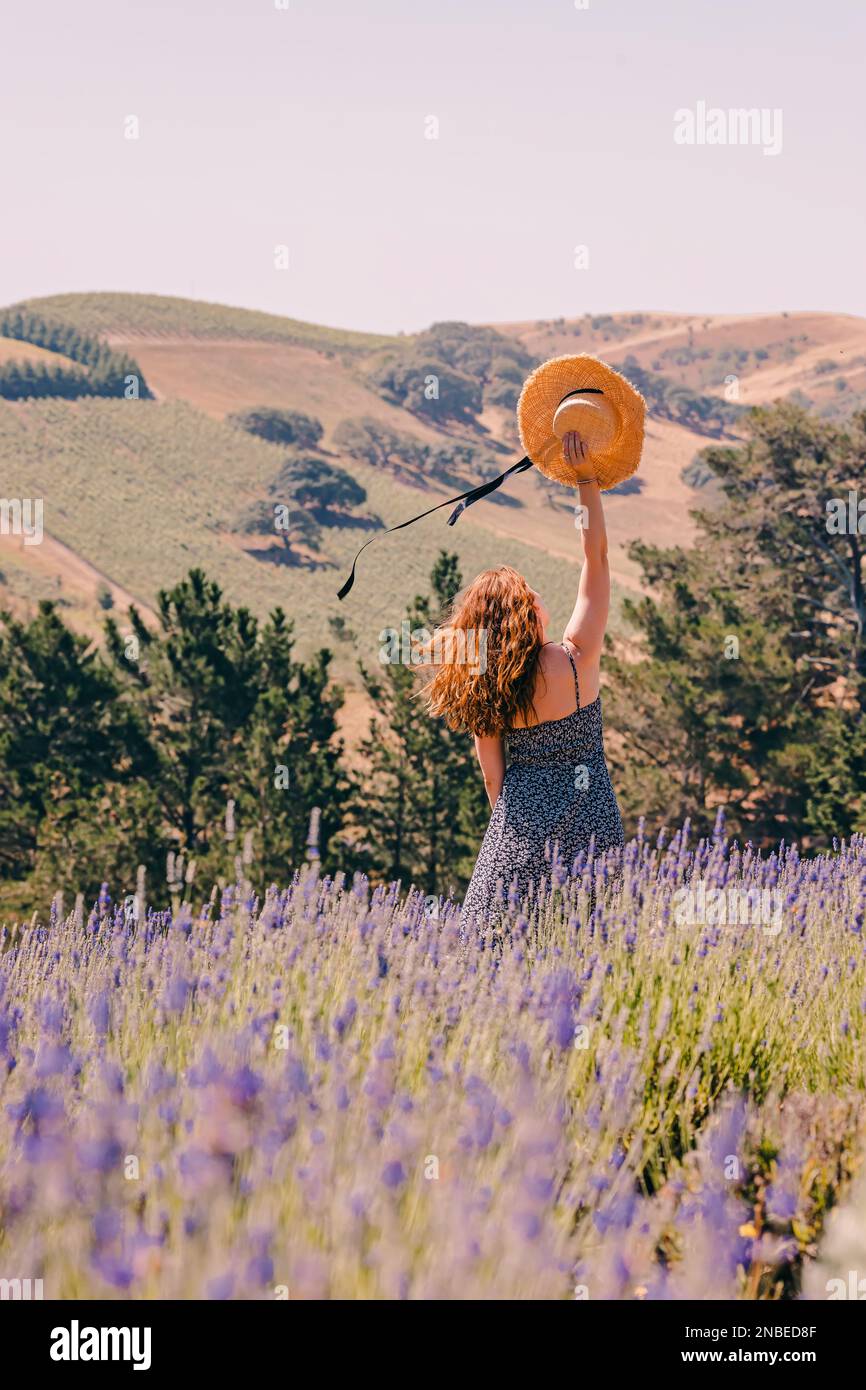 Donna in piedi in un campo di lavanda viola, tenendo cappello di paglia con nastri, vista dal retro Foto Stock