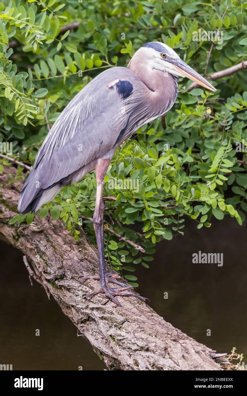 Grande Eroone Blu (Ardea herodias). Chesapeake e Ohio Canal National Historical Park. Maryland. STATI UNITI Foto Stock