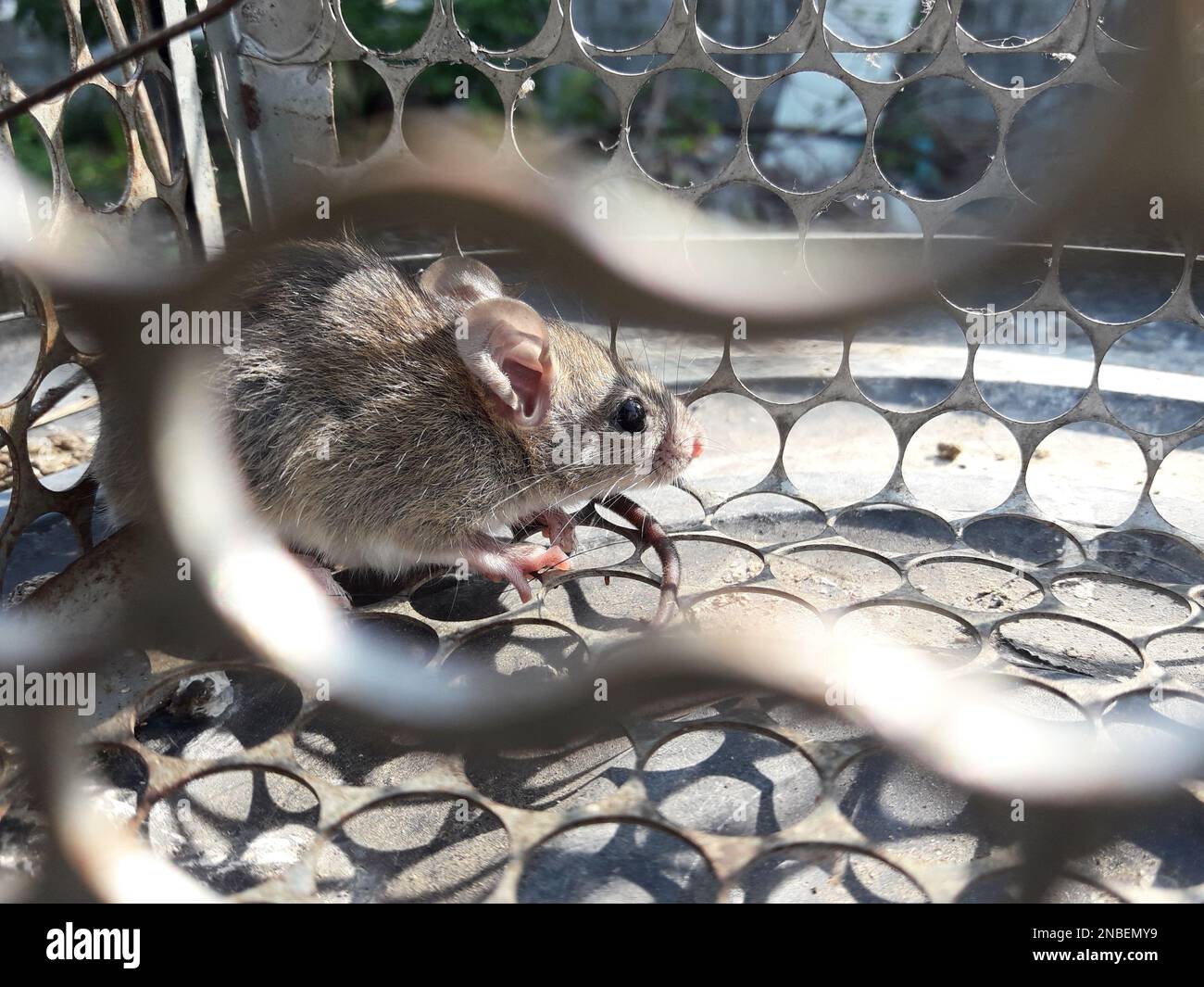 Ratto in gabbia mousetrap, mouse trovare una via di essere confinato, intrappolare e la rimozione di roditori che causano la sporcizia e possono essere portatori di malattia Foto Stock