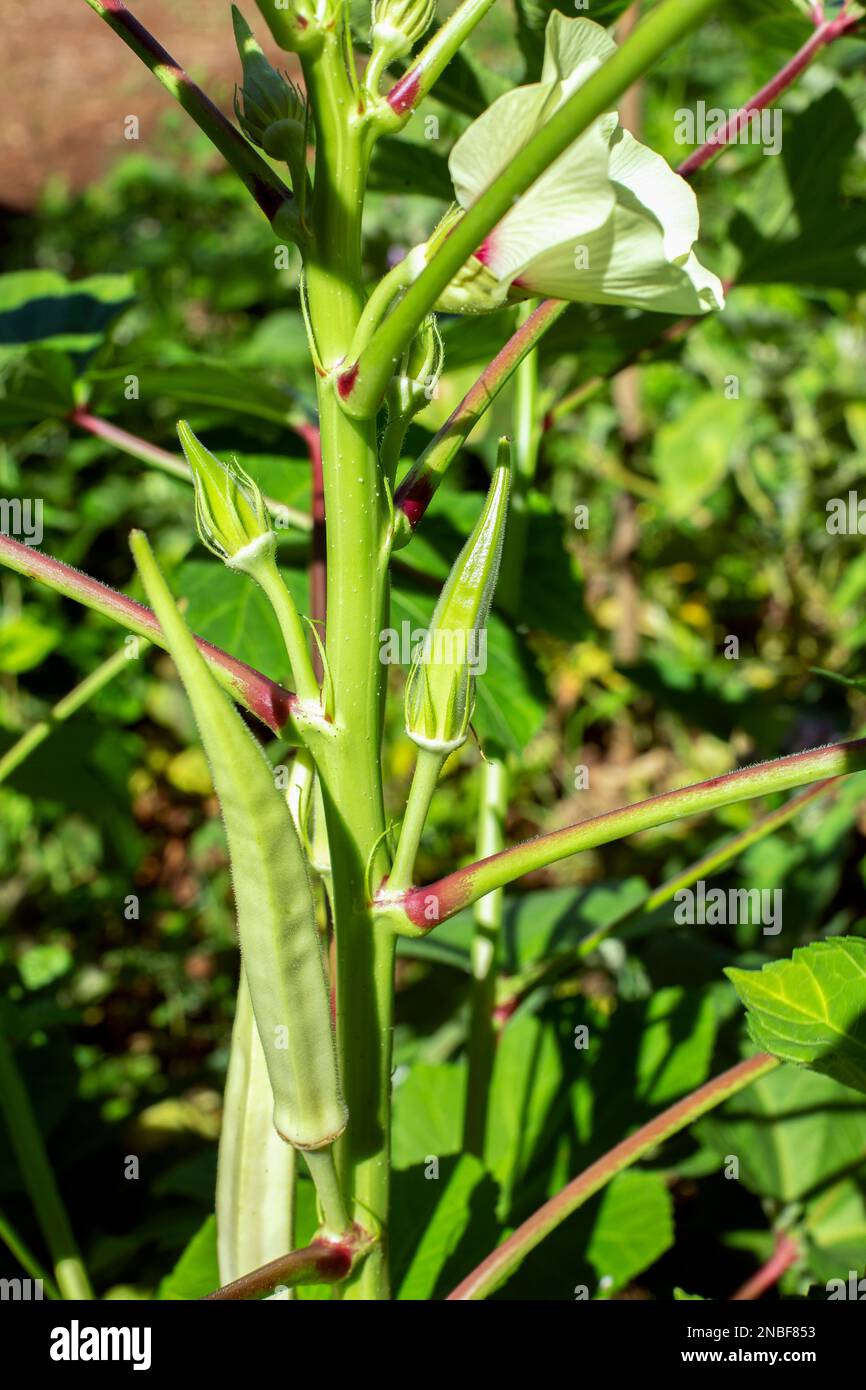 Okra crescente o okro Abelmoschus esculentus, anche conosciuto come dito di signora . Foto Stock