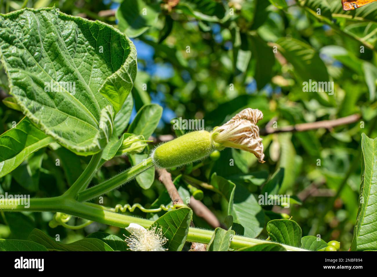 Calabash Lagenaria siceraria, conosciuta anche come zucca di bottiglia, zucca a fiore bianco, melone lungo, zucca di birdhouse, fagiolo della Nuova Guinea, Fagiolo della Tasmania e opo s Foto Stock