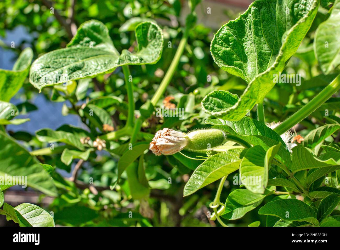 Calabash Lagenaria siceraria, conosciuta anche come zucca di bottiglia, zucca a fiore bianco, melone lungo, zucca di birdhouse, fagiolo della Nuova Guinea, Fagiolo della Tasmania e opo s Foto Stock