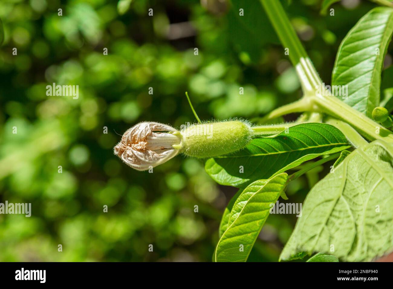 Calabash Lagenaria siceraria, conosciuta anche come zucca di bottiglia, zucca a fiore bianco, melone lungo, zucca di birdhouse, fagiolo della Nuova Guinea, Fagiolo della Tasmania e opo s Foto Stock