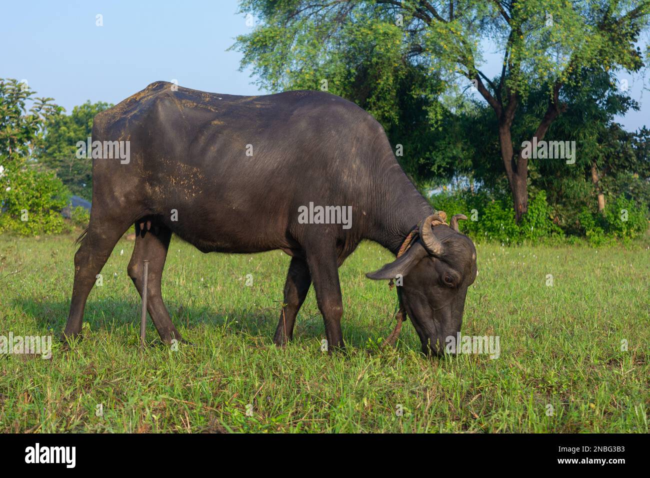 Asian acqua bufalo a piedi nel campo Foto Stock